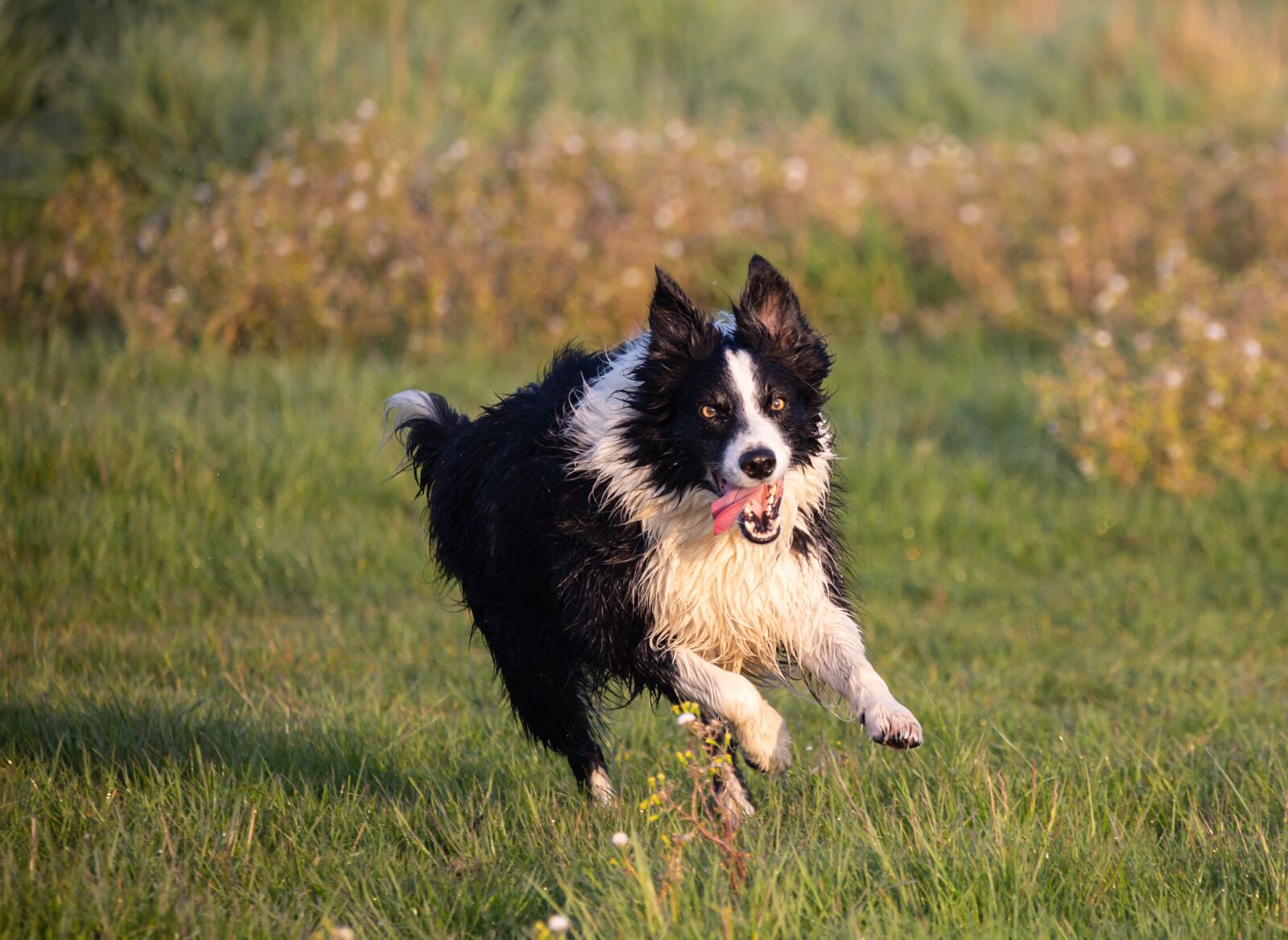150-600mm F5-6.3 DG OS HSM | Contemporary 015 sample photo. Border collie, border collie photography