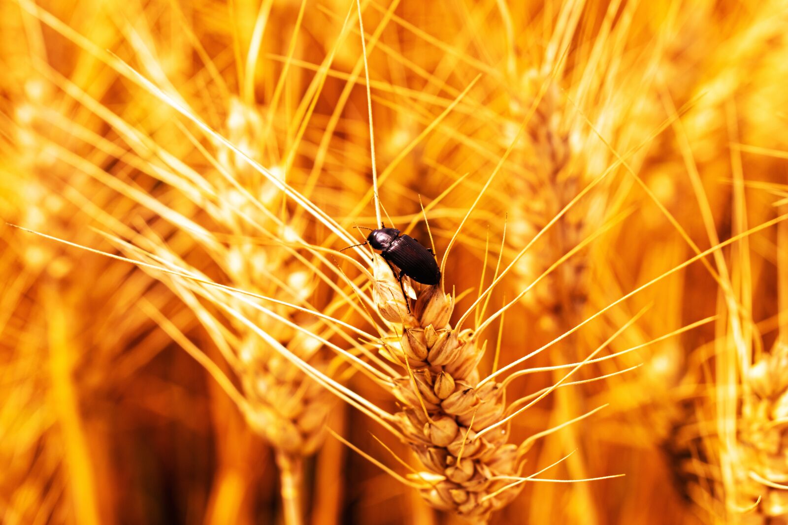 Nikon D5600 sample photo. Beetle, wheat, cereals photography
