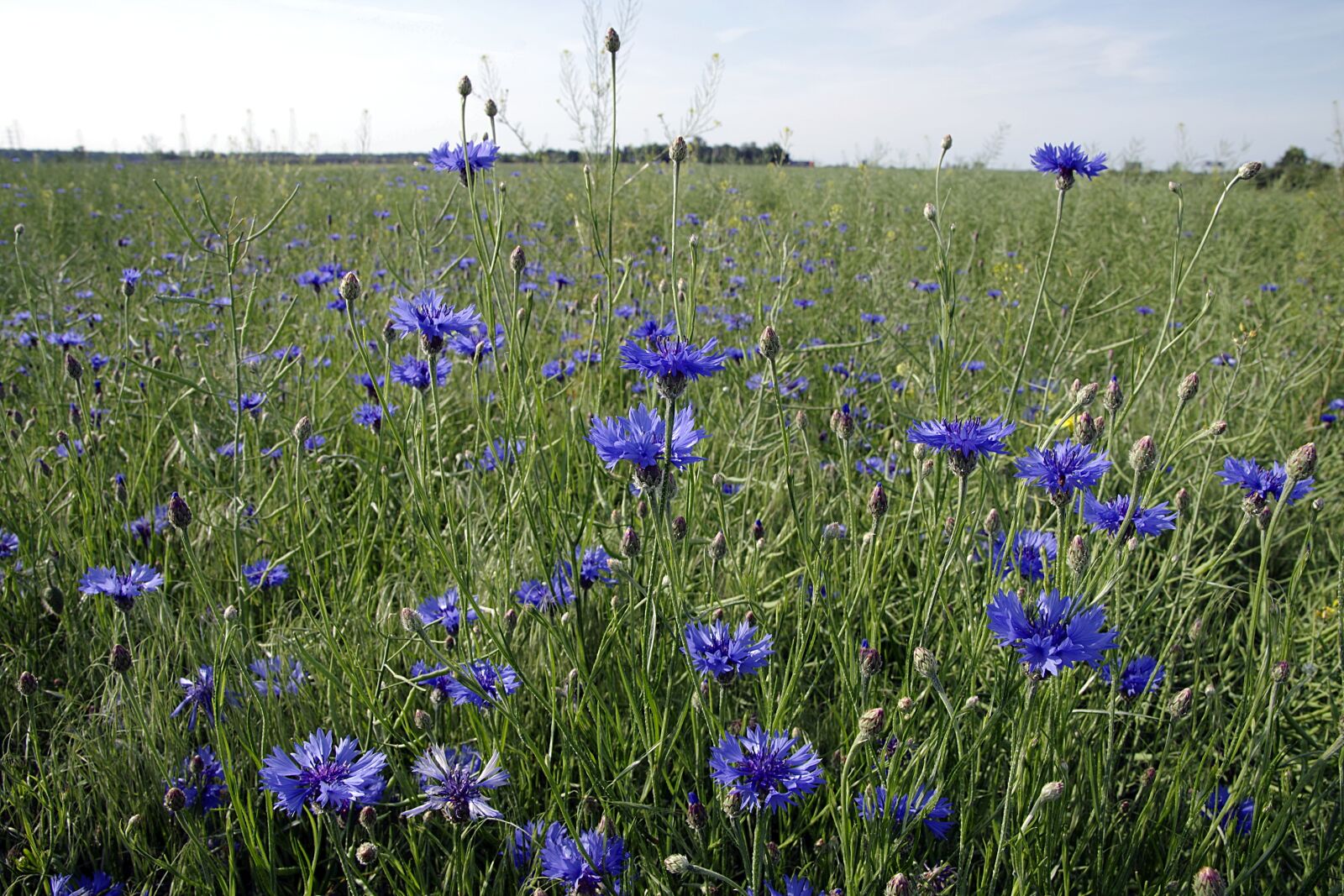 Pentax K-S2 sample photo. Cornflowers, flowers, field photography