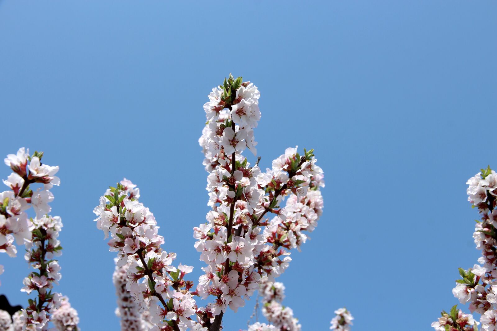 Canon EOS 650D (EOS Rebel T4i / EOS Kiss X6i) sample photo. Cherry, bloom, cherry blossoms photography