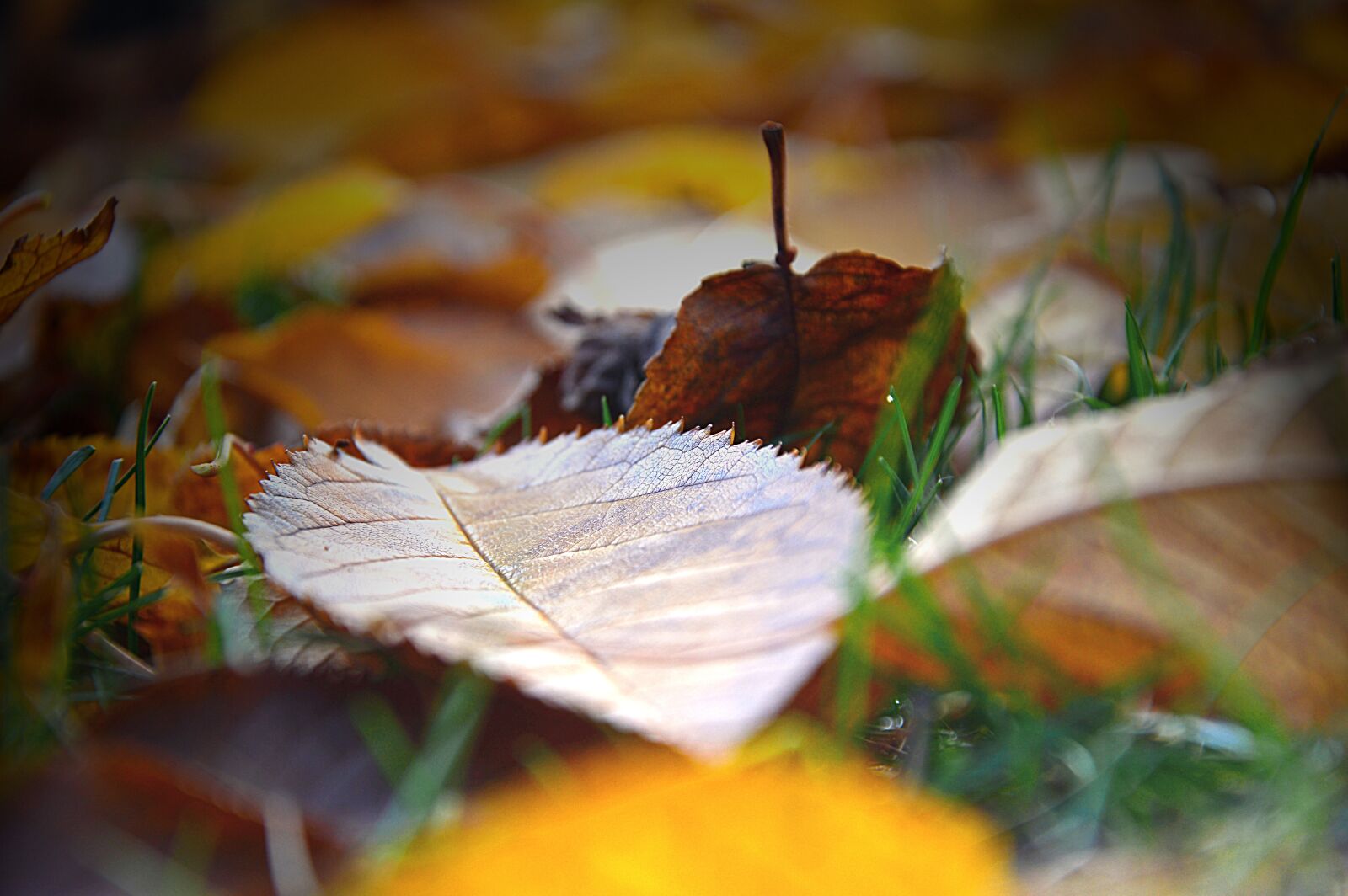 Nikon D3200 sample photo. Leaves, leaf fall, fall photography