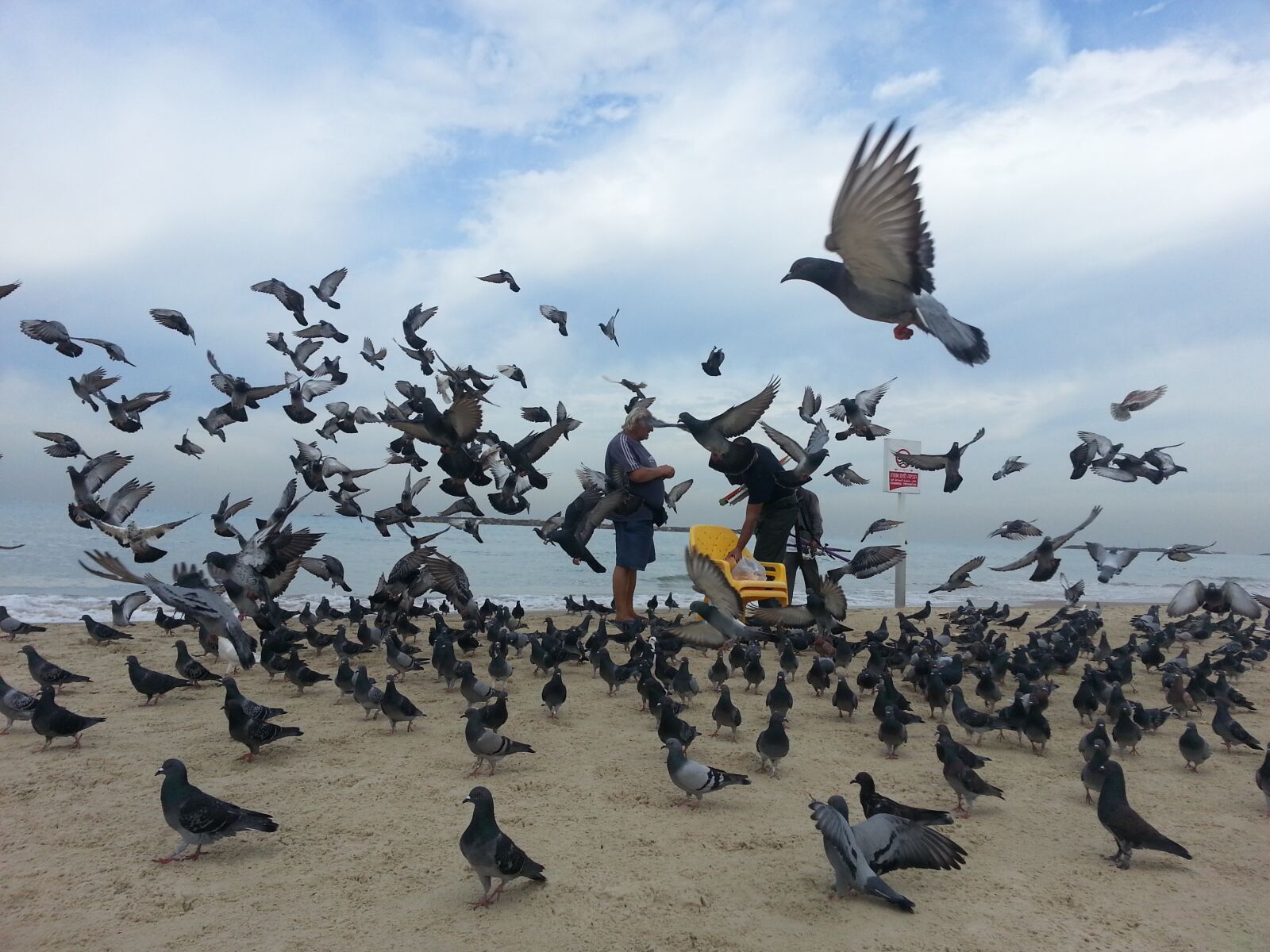 Samsung Galaxy S3 sample photo. Dove, pigeon, sea photography