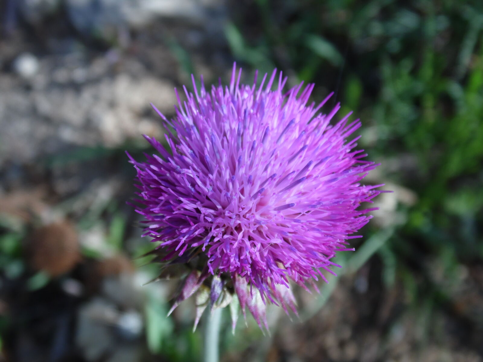 Samsung WB100/  WB101 sample photo