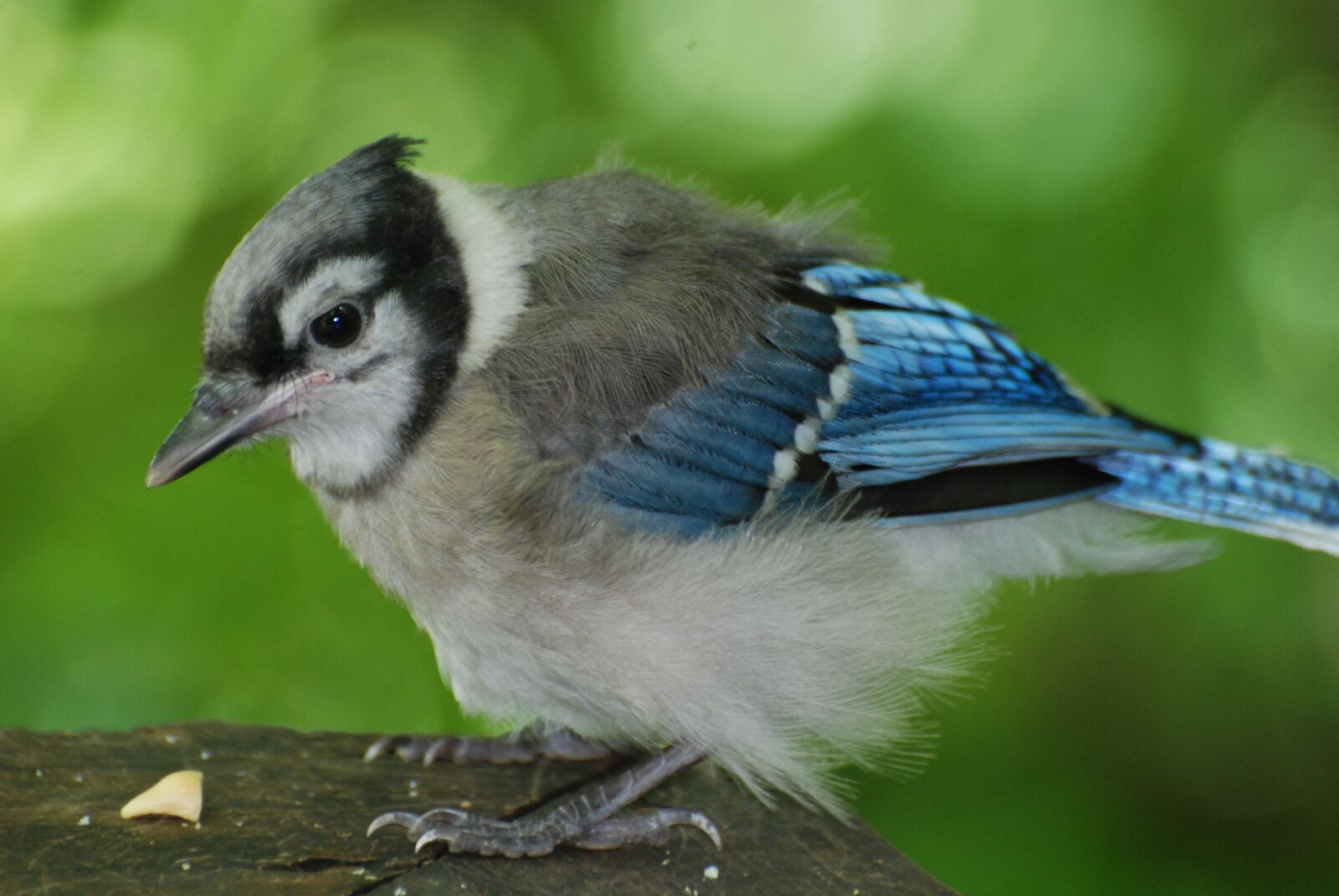 Nikon D80 sample photo. Young blue jay, nature photography