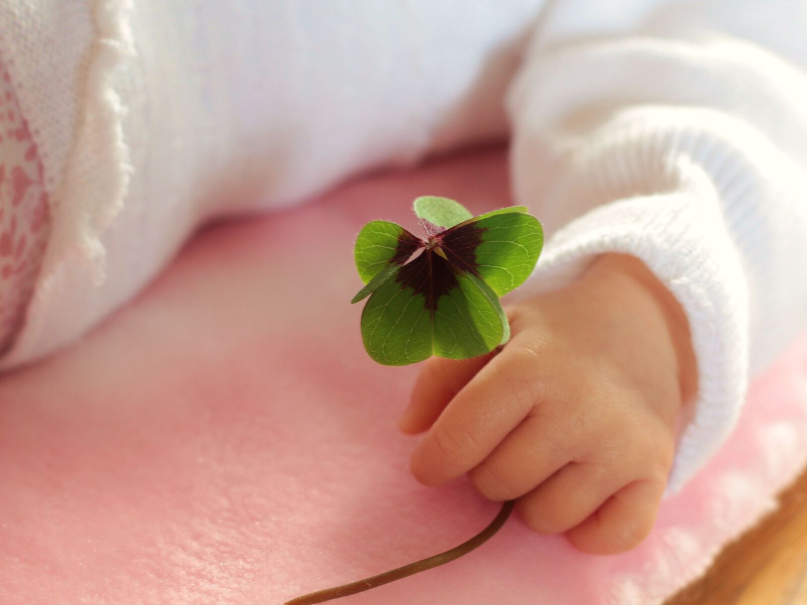 Canon EOS 60D sample photo. Four leaf clover, luck photography