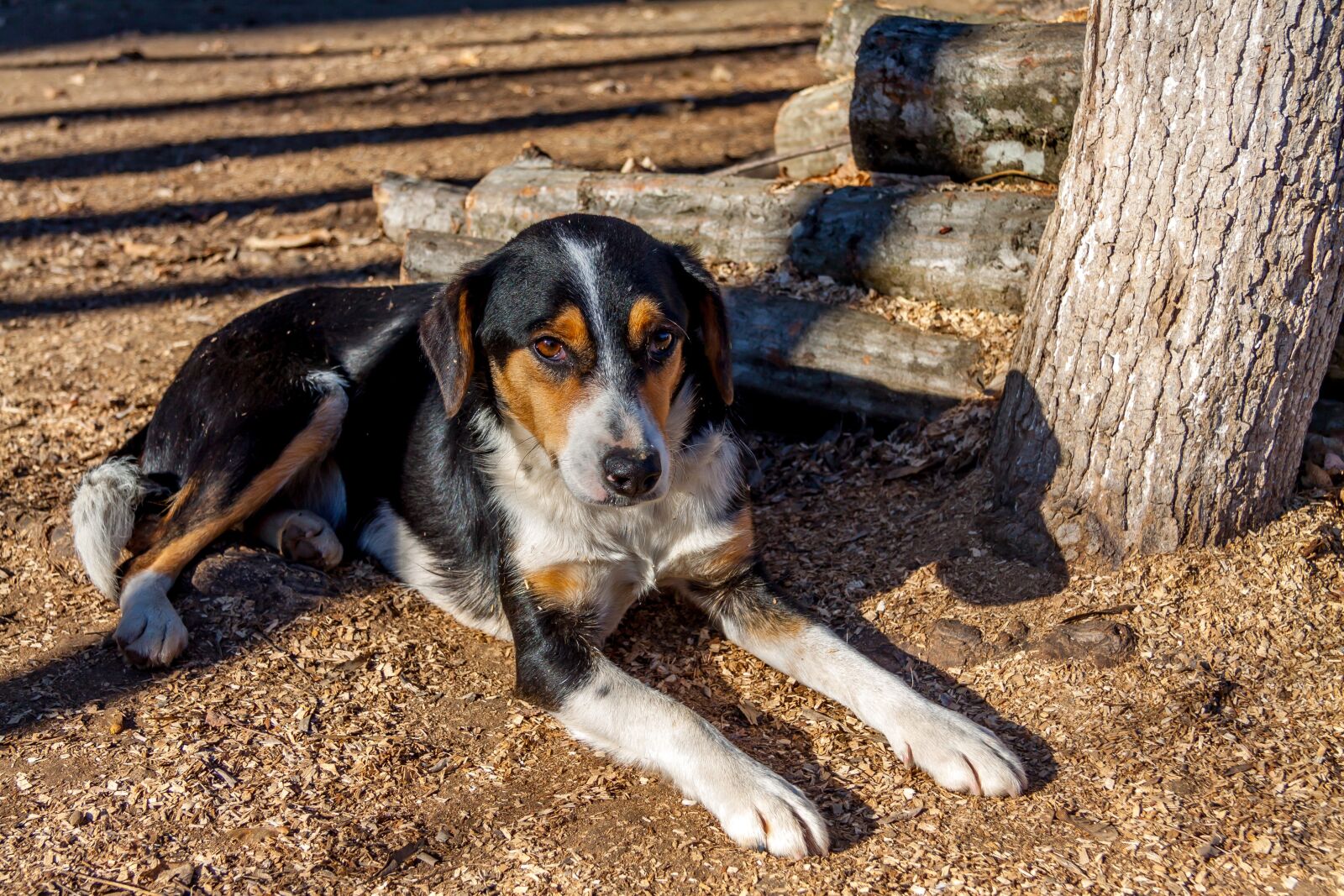 Canon EF-S 17-85mm F4-5.6 IS USM sample photo. Dog, beautiful, animal photography