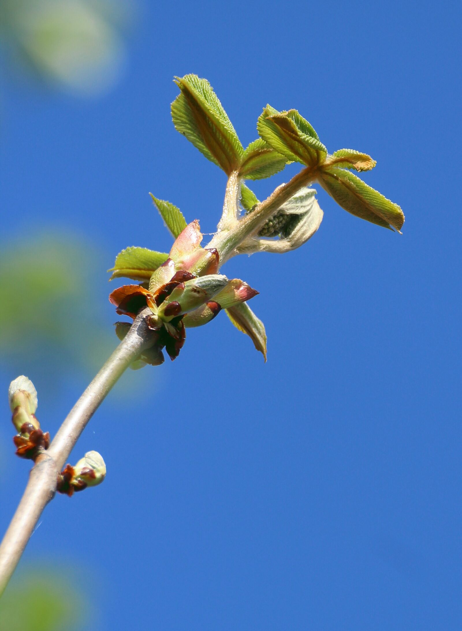 Canon EOS 600D (Rebel EOS T3i / EOS Kiss X5) sample photo. Engine, spring, tree photography