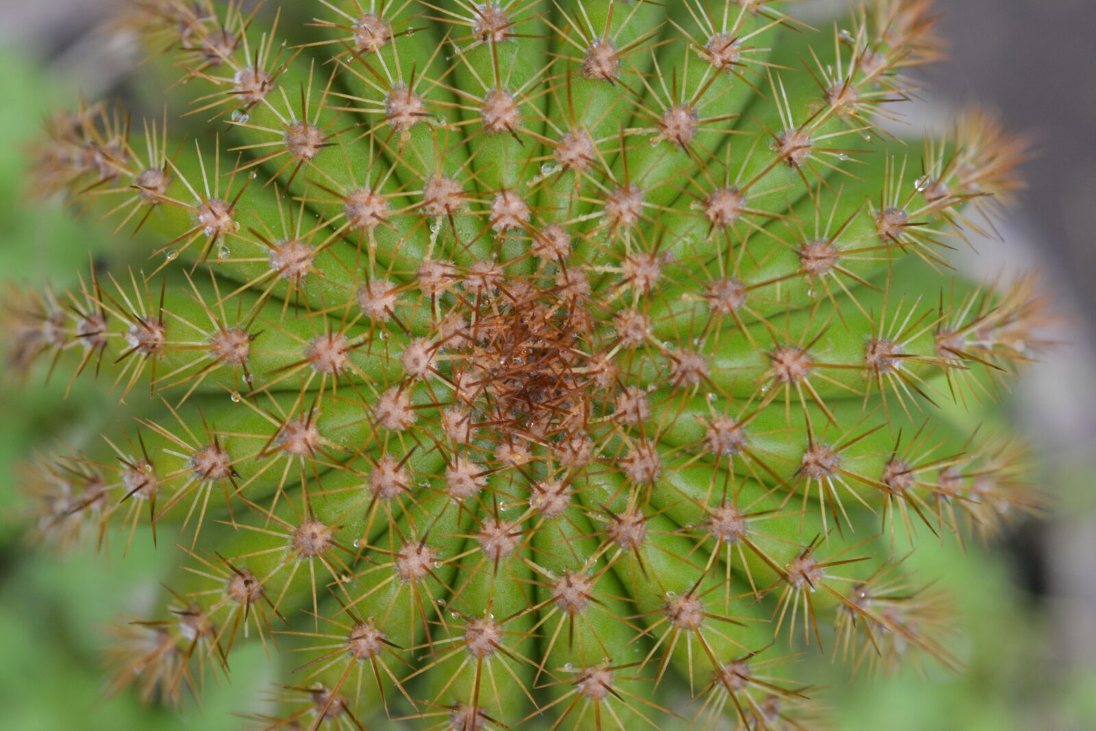 Nikon D5200 sample photo. Cactus, green, plant photography