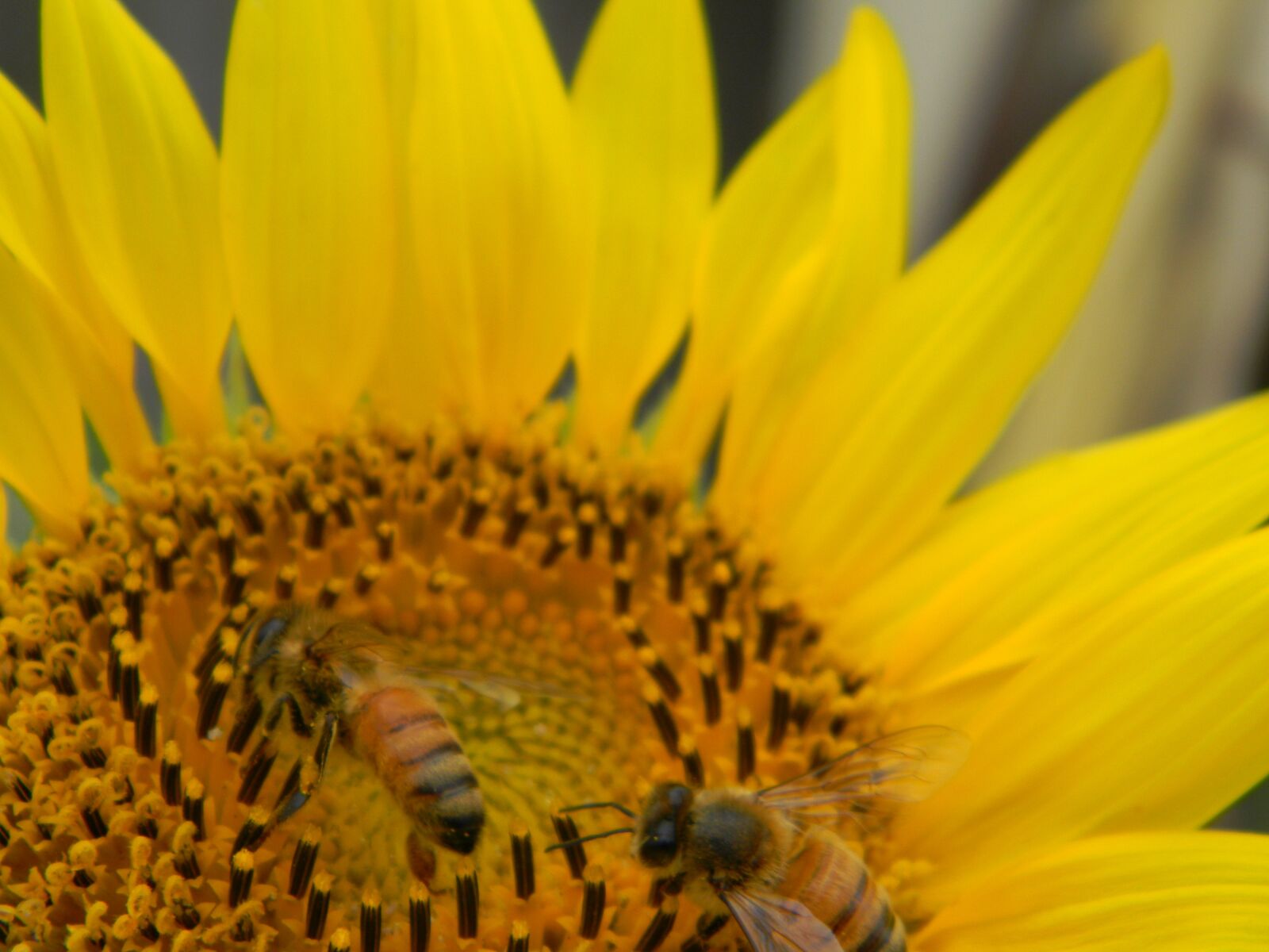 Nikon Coolpix L110 sample photo. Sunflower, bees, flower bee photography