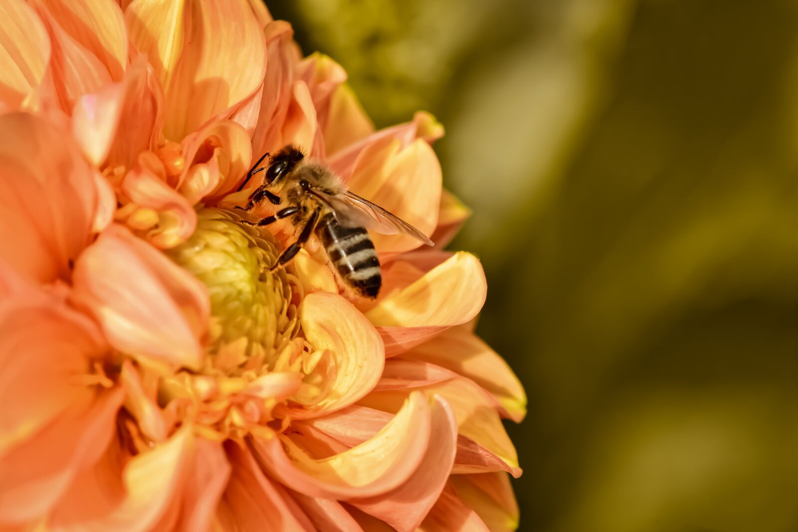 Nikon D7200 sample photo. Dahlia, bee, summer photography