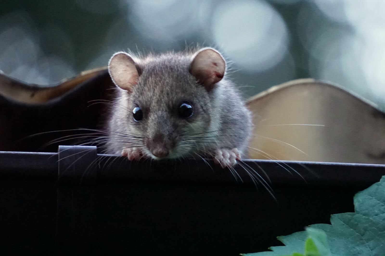 Sony a5100 sample photo. Edible dormouse, gutter, dusk photography