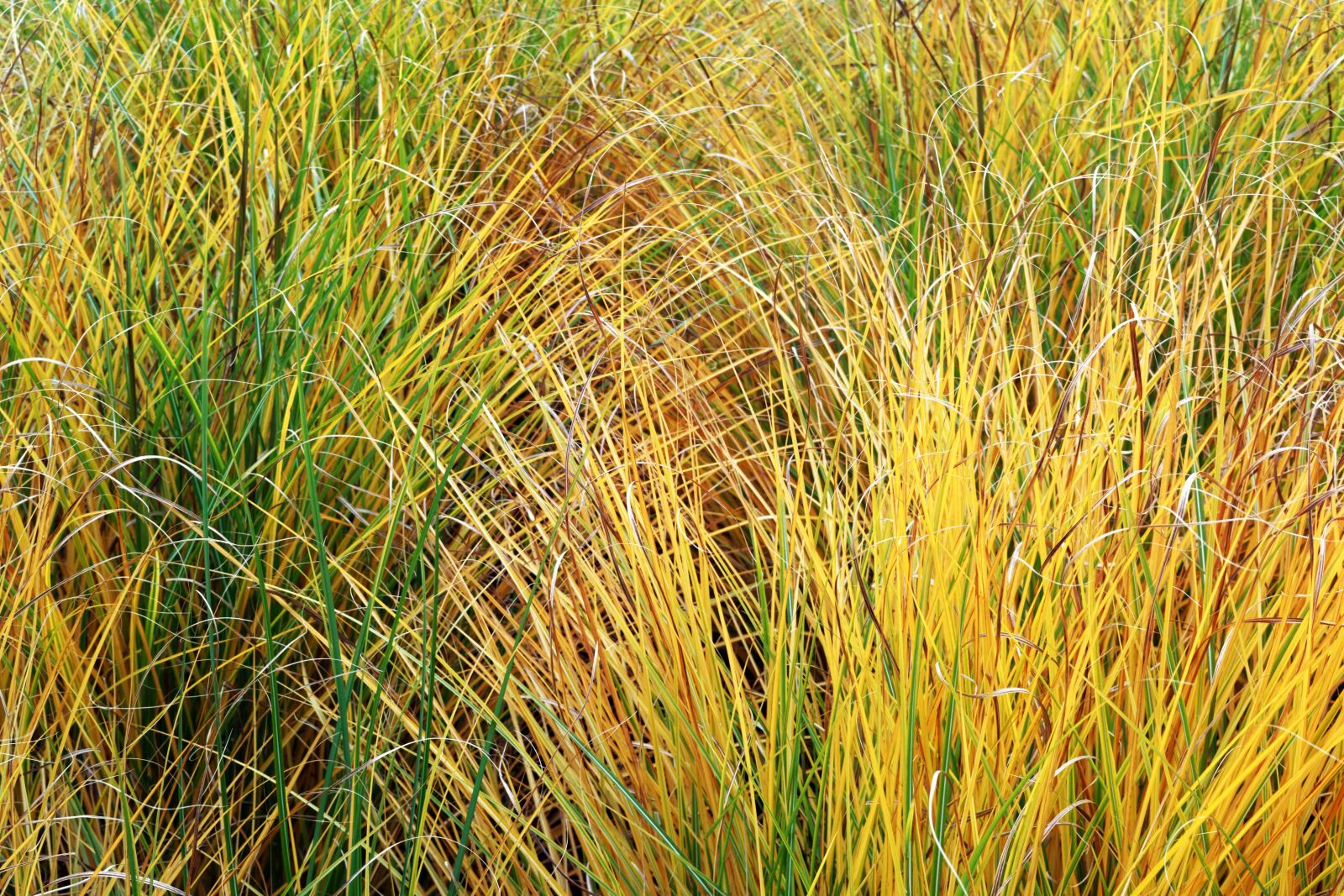 Nikon D3100 sample photo. Vegetation, plants, aquatic photography