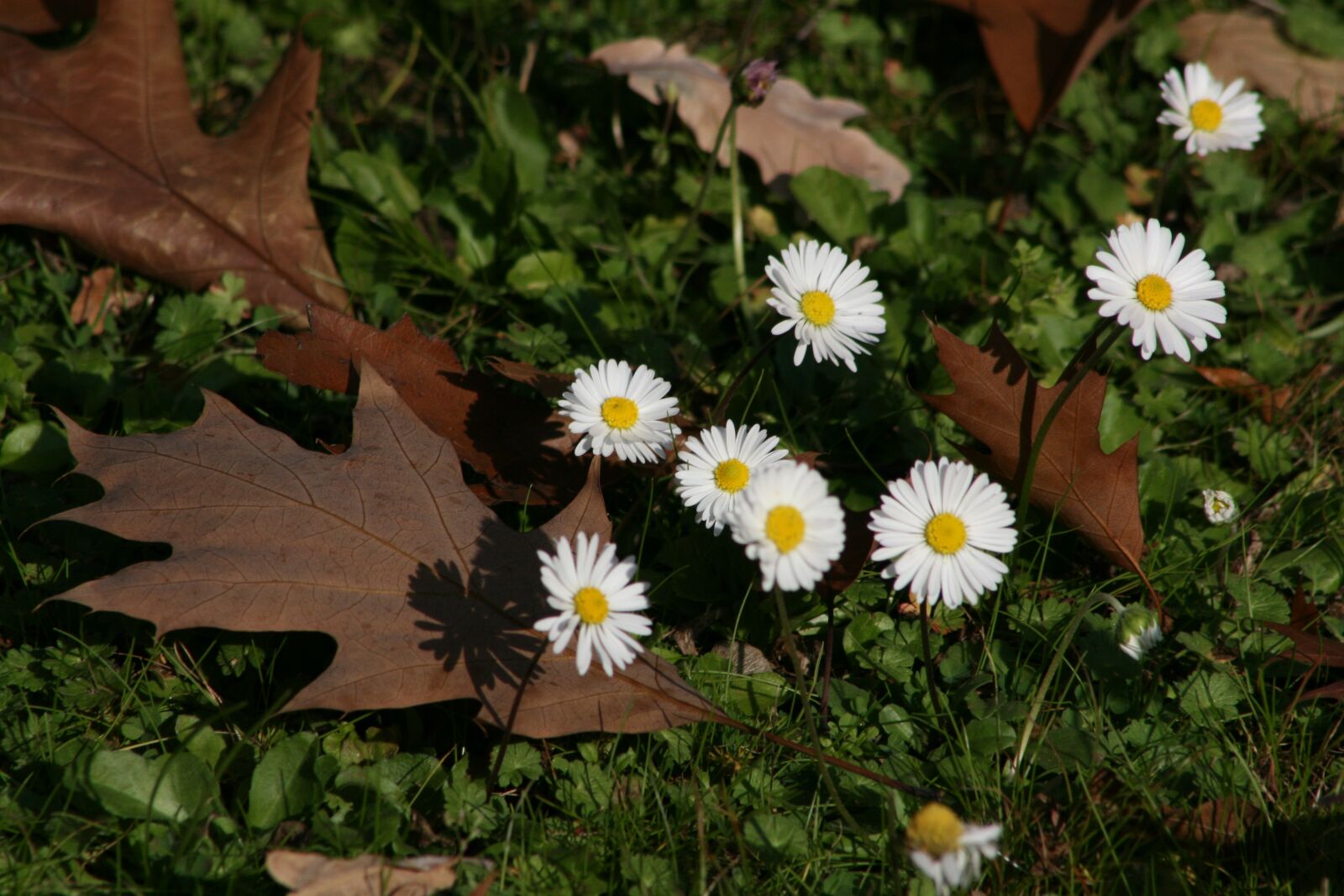 Canon EOS 400D (EOS Digital Rebel XTi / EOS Kiss Digital X) sample photo. Daisy, autumn, leaves photography