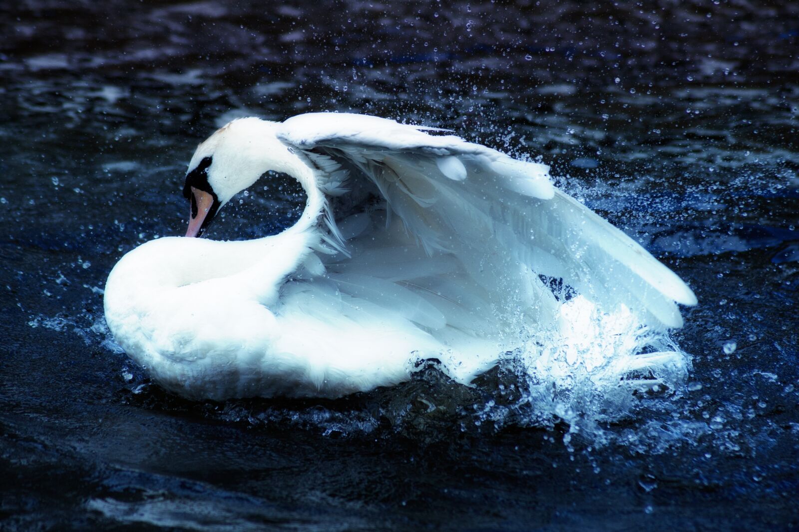 Canon EOS-1D Mark III sample photo. Swan, hamburg, nature photography