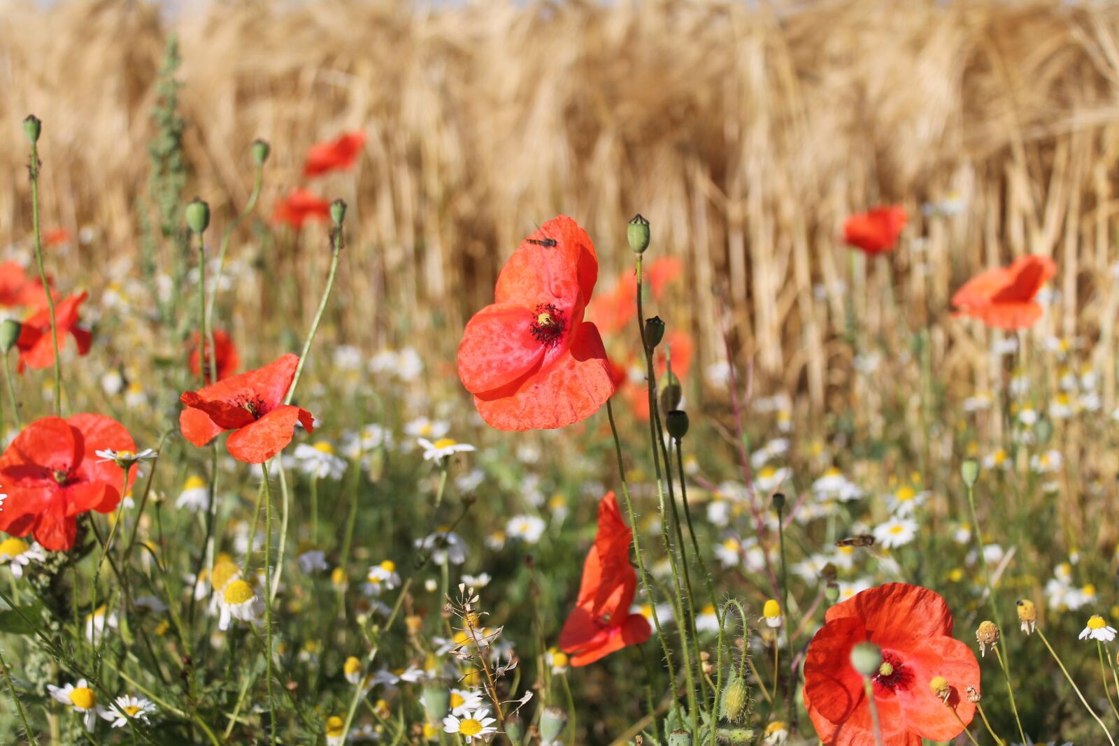 Canon EOS 1100D (EOS Rebel T3 / EOS Kiss X50) sample photo. Poppies, edge of field photography