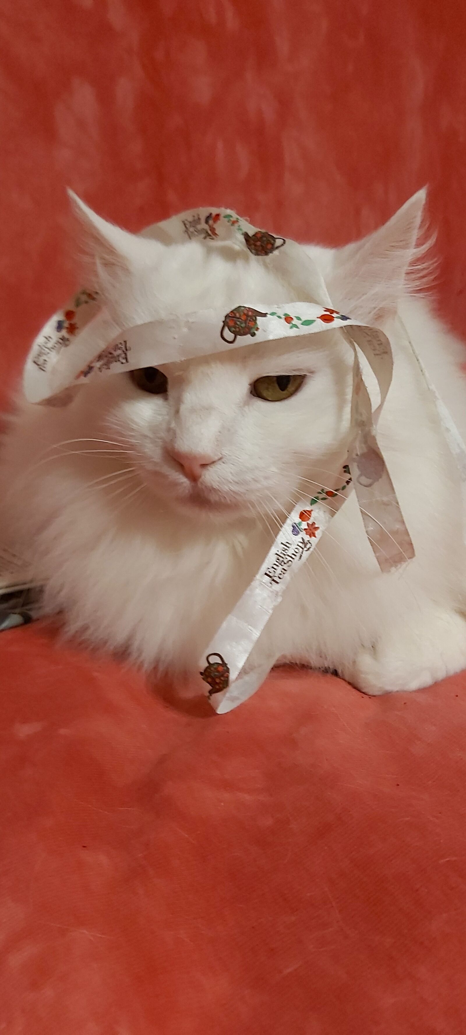 Samsung Galaxy A70 sample photo. Cat, joke, animal photography
