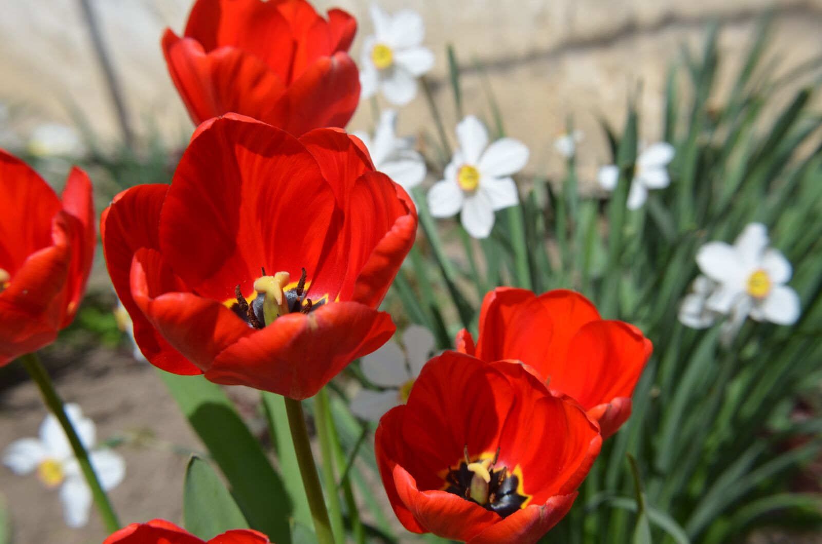 Nikon D5100 sample photo. Red, tulip, spring photography