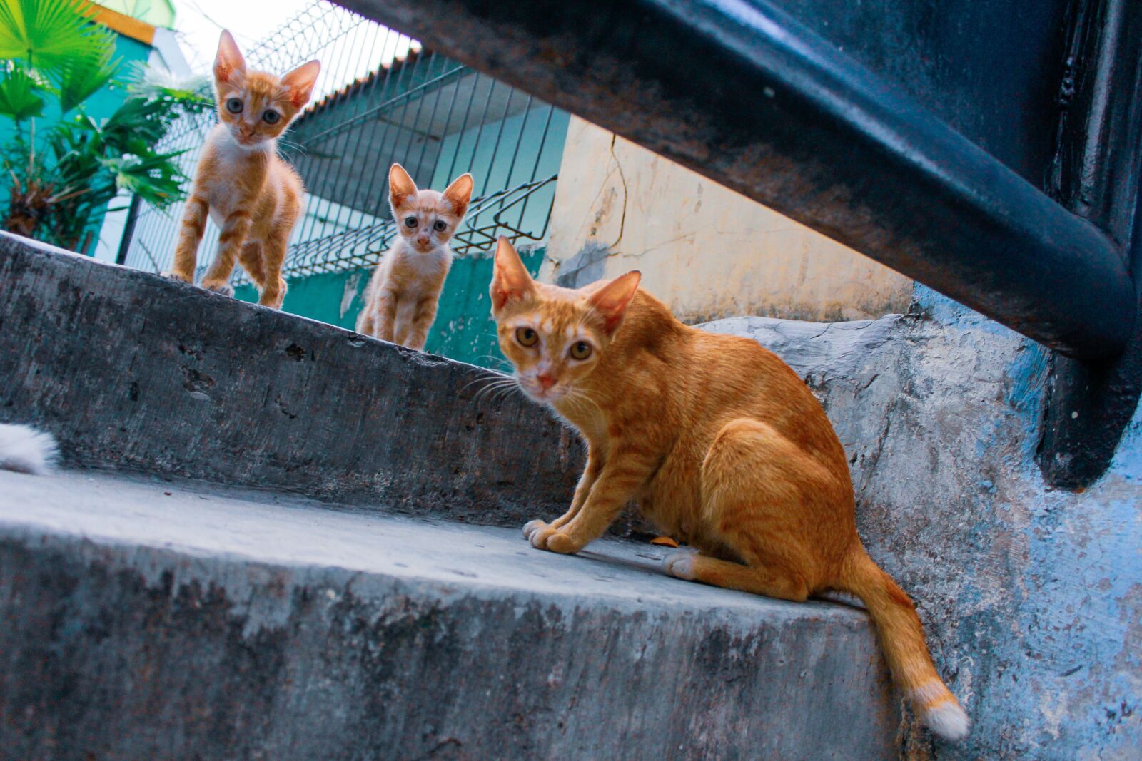 Canon EOS 60D sample photo. Baby cat, cat mother photography