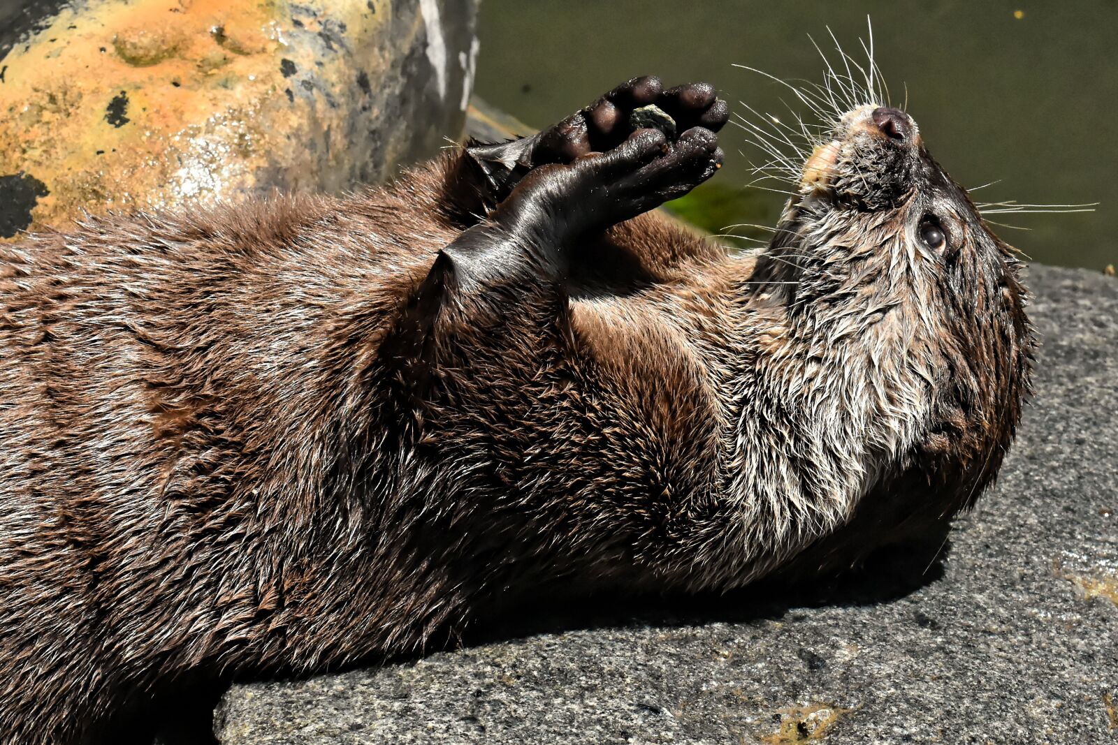 Nikon D7200 sample photo. Otter, playful, play photography