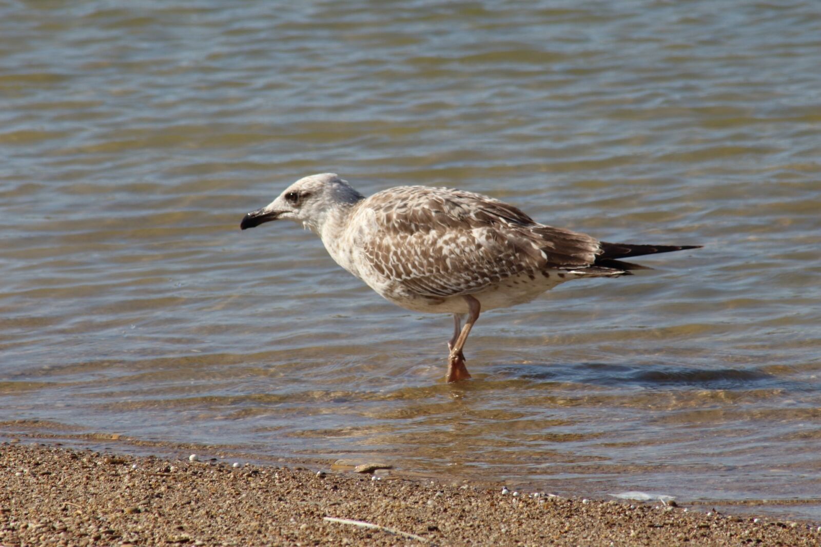 Canon EOS 1200D (EOS Rebel T5 / EOS Kiss X70 / EOS Hi) sample photo. Bird, living nature, nature photography