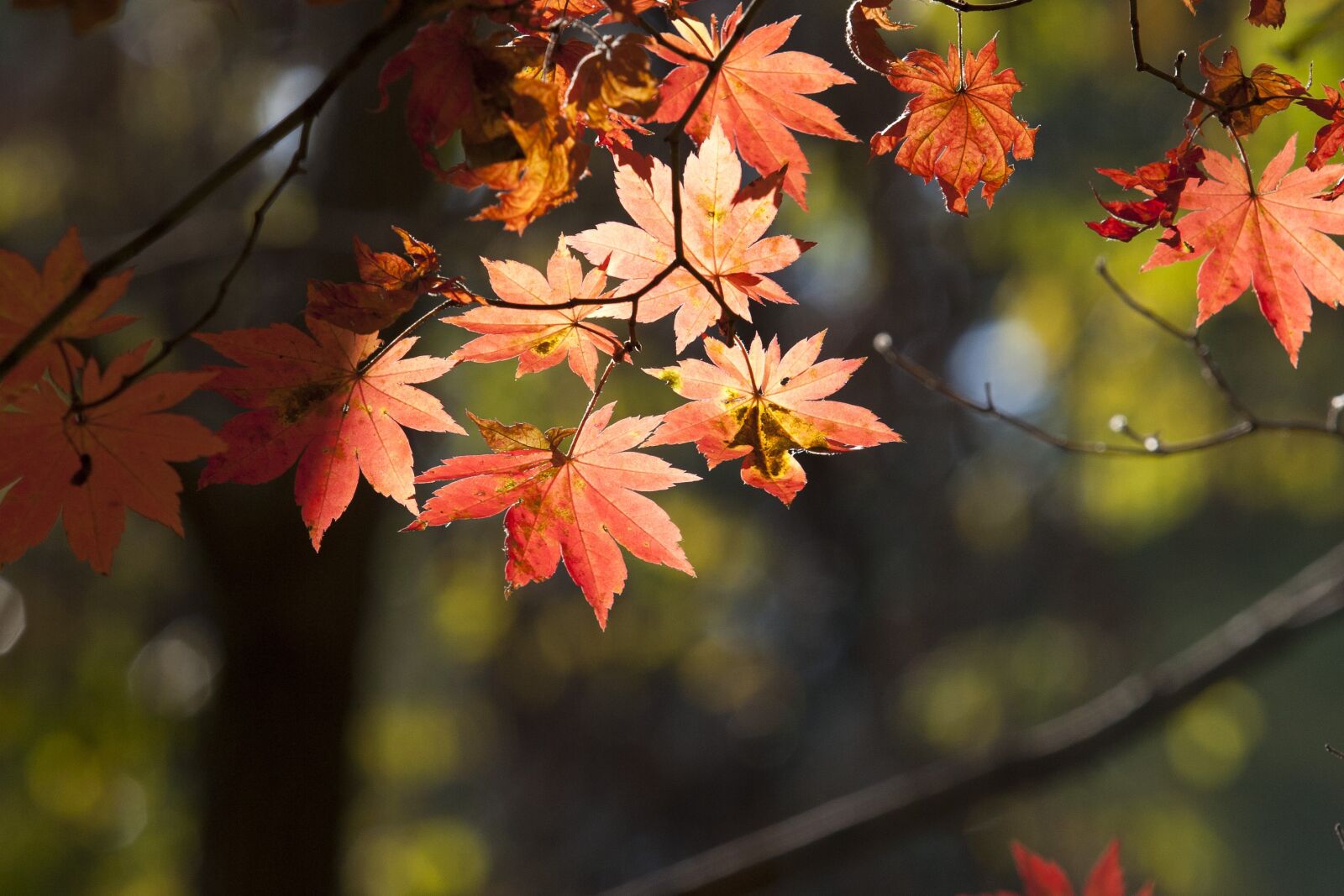 Canon EOS 5D sample photo. Autumn leaves, leaves, autumn photography