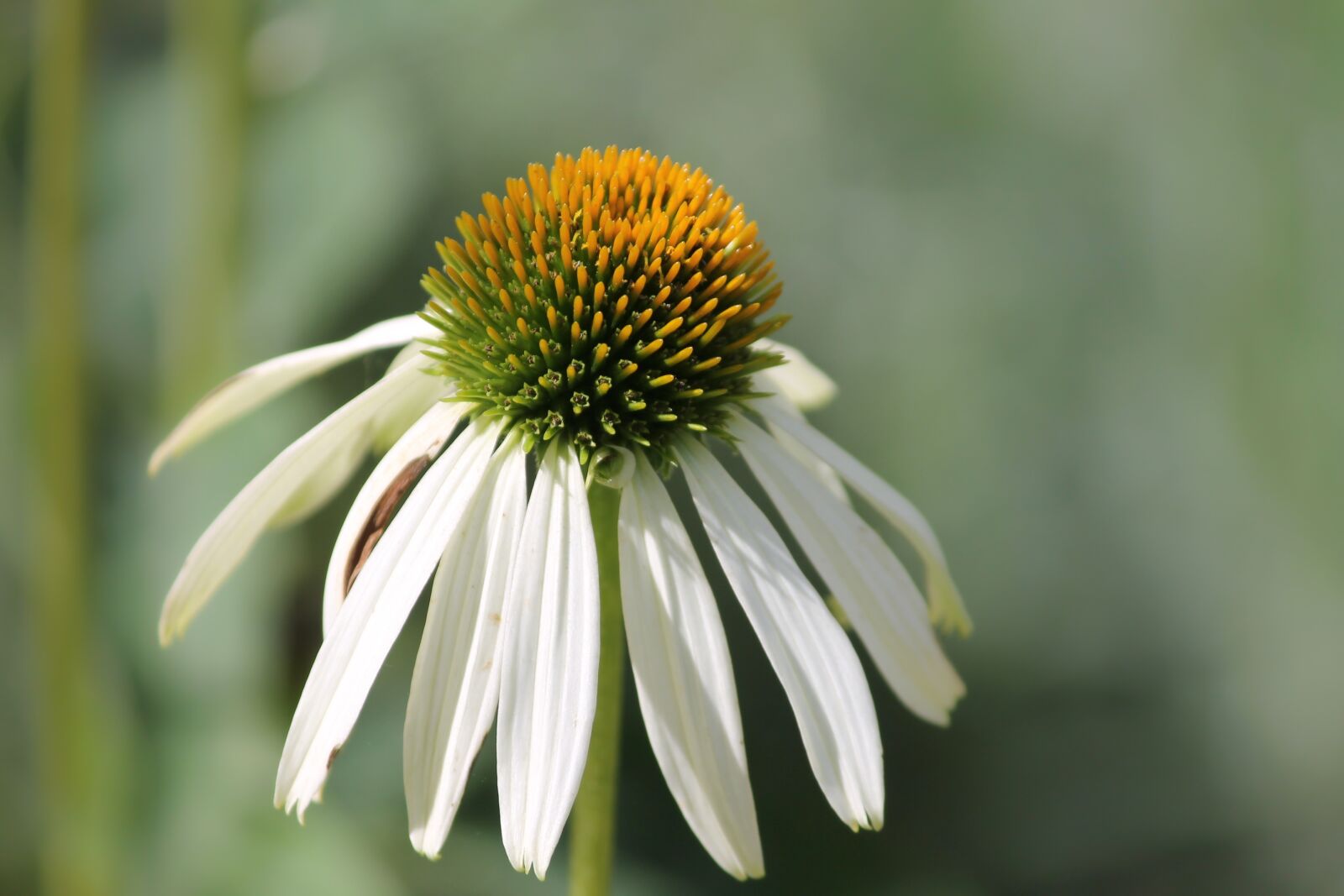Canon EOS 1100D (EOS Rebel T3 / EOS Kiss X50) sample photo. Coneflower, blossom, bloom photography