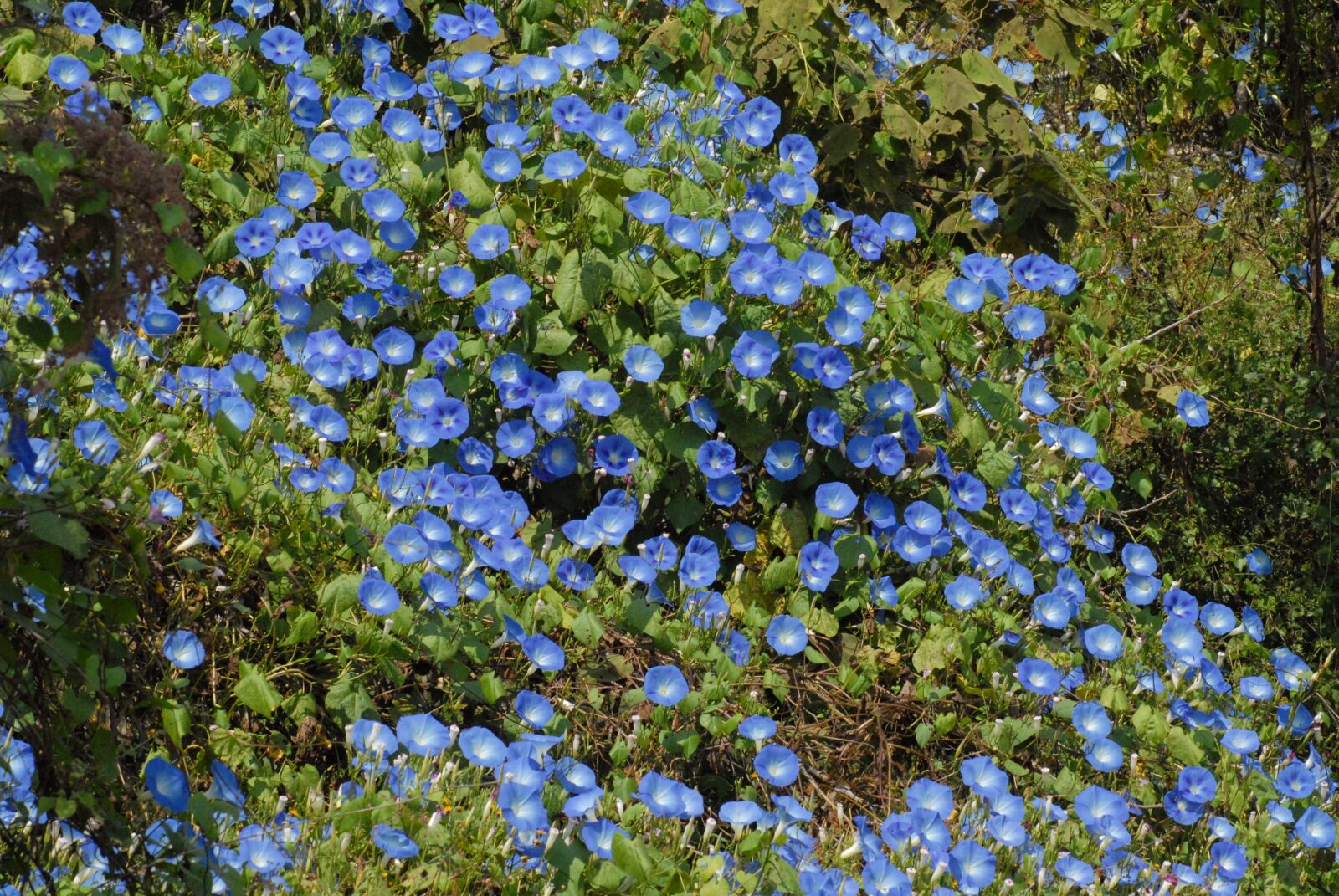 Nikon D200 sample photo. Bells blue, flowers, garden photography