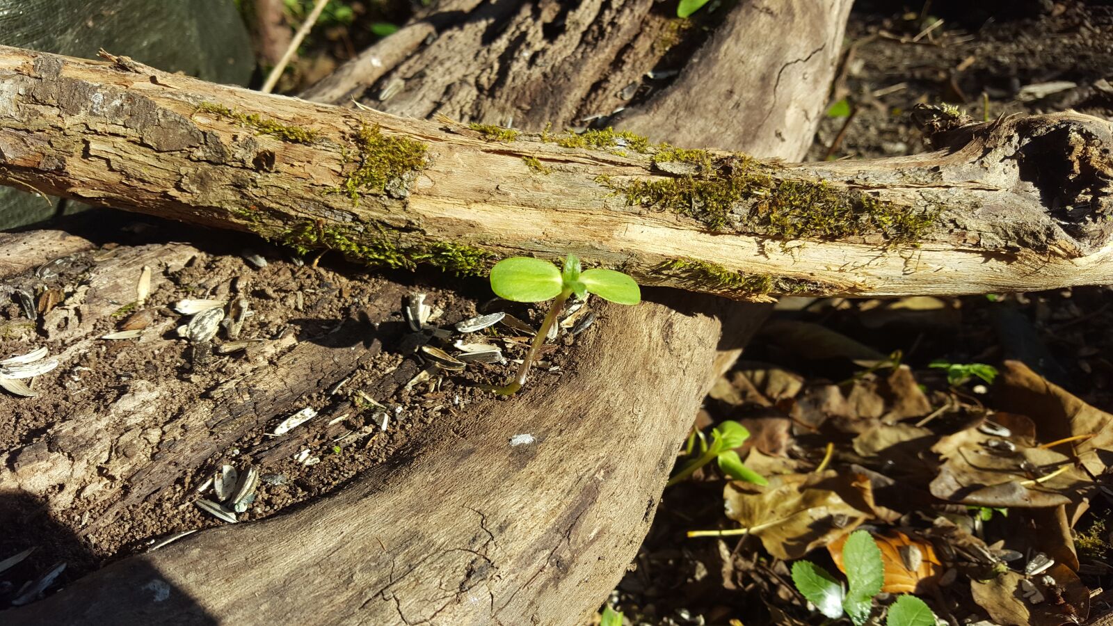 Samsung GALAXY S6 edge sample photo. Sunflower, wood, nature photography