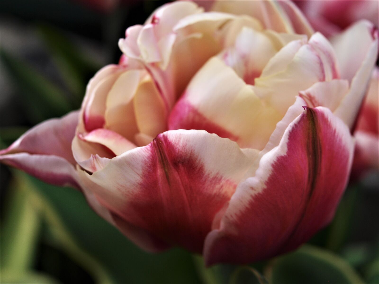 Olympus E-520 (EVOLT E-520) sample photo. Flower, tulip, flora photography
