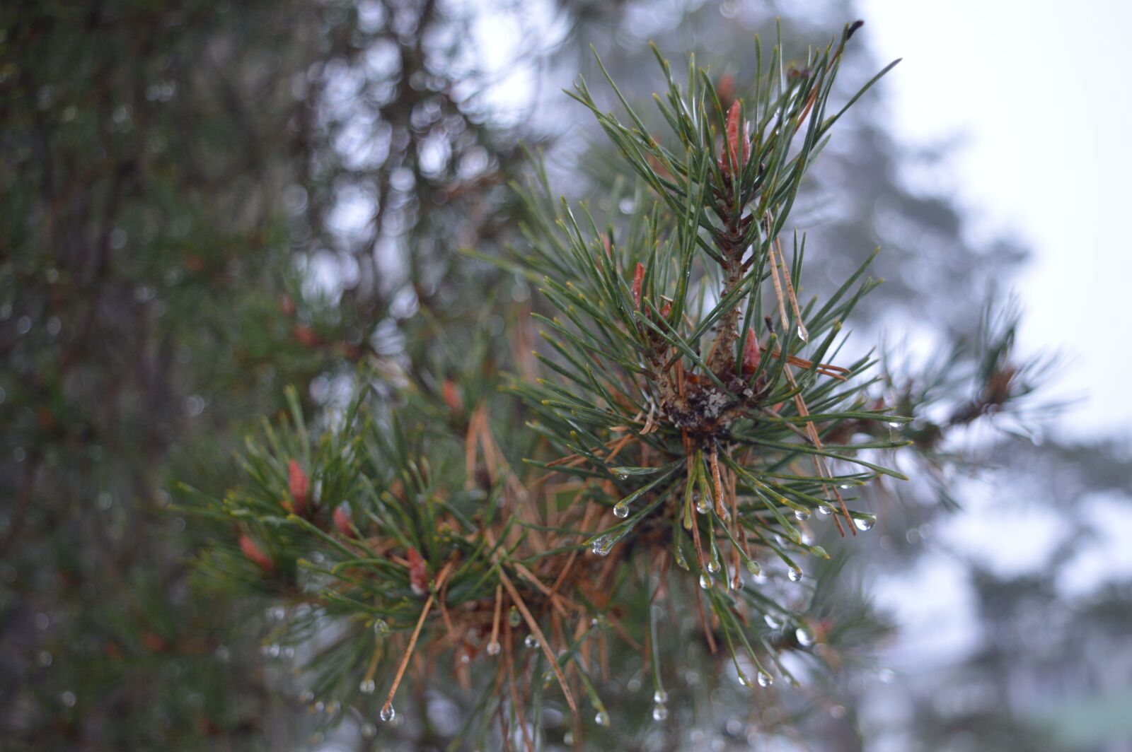 Nikon D3200 sample photo. Pine, needles, conifer photography