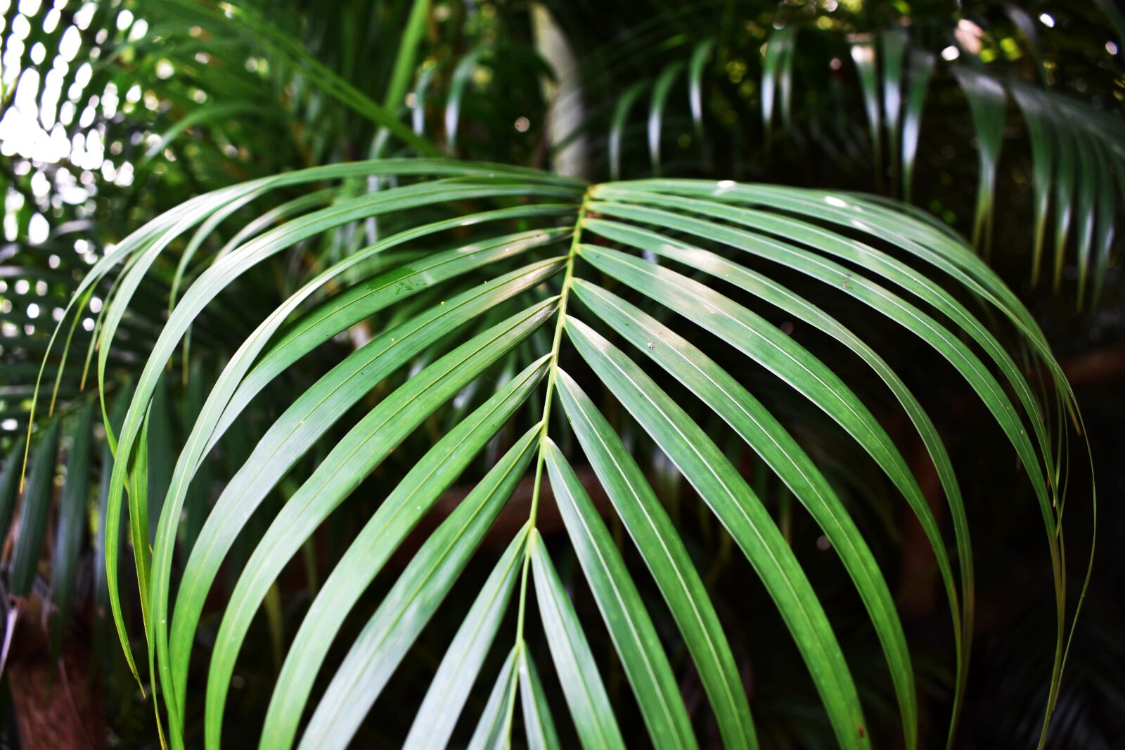 Nikon D3400 sample photo. Green, leafe, green leafe photography