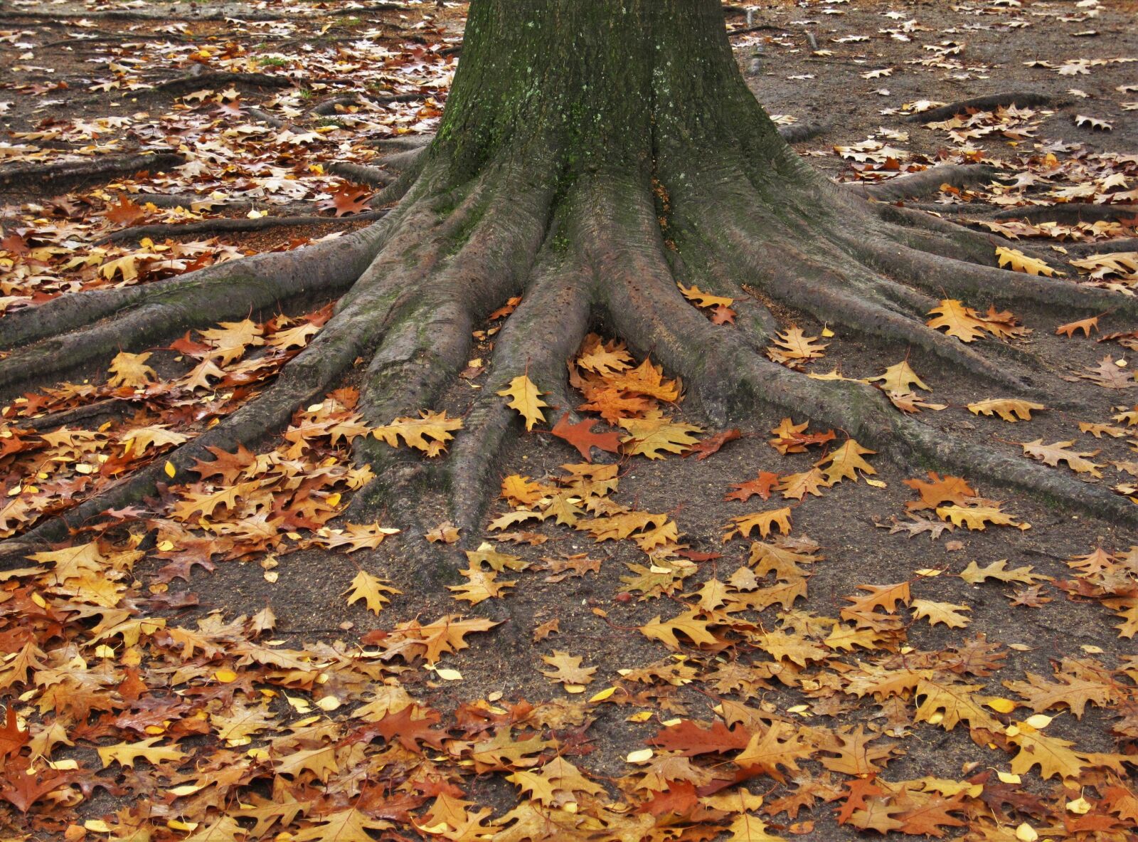 Canon PowerShot SD1200 IS (Digital IXUS 95 IS / IXY Digital 110 IS) sample photo. American oak, log, tree photography