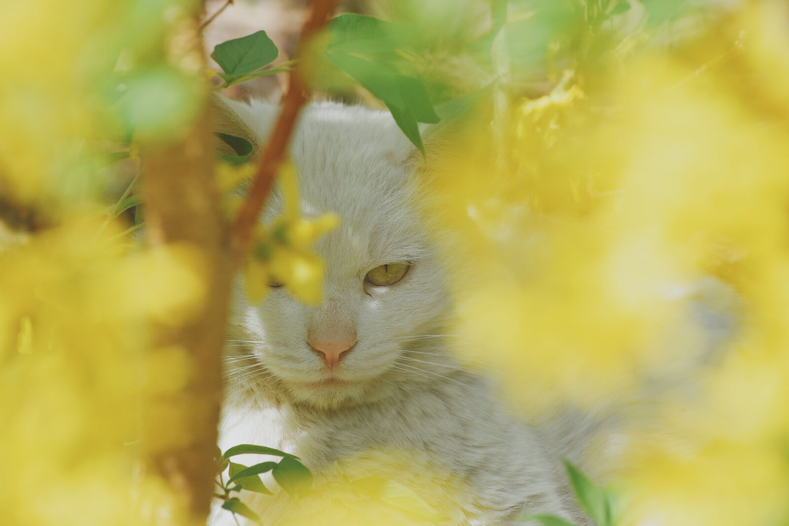 Nikon D7200 sample photo. Flowers, cat, cute photography