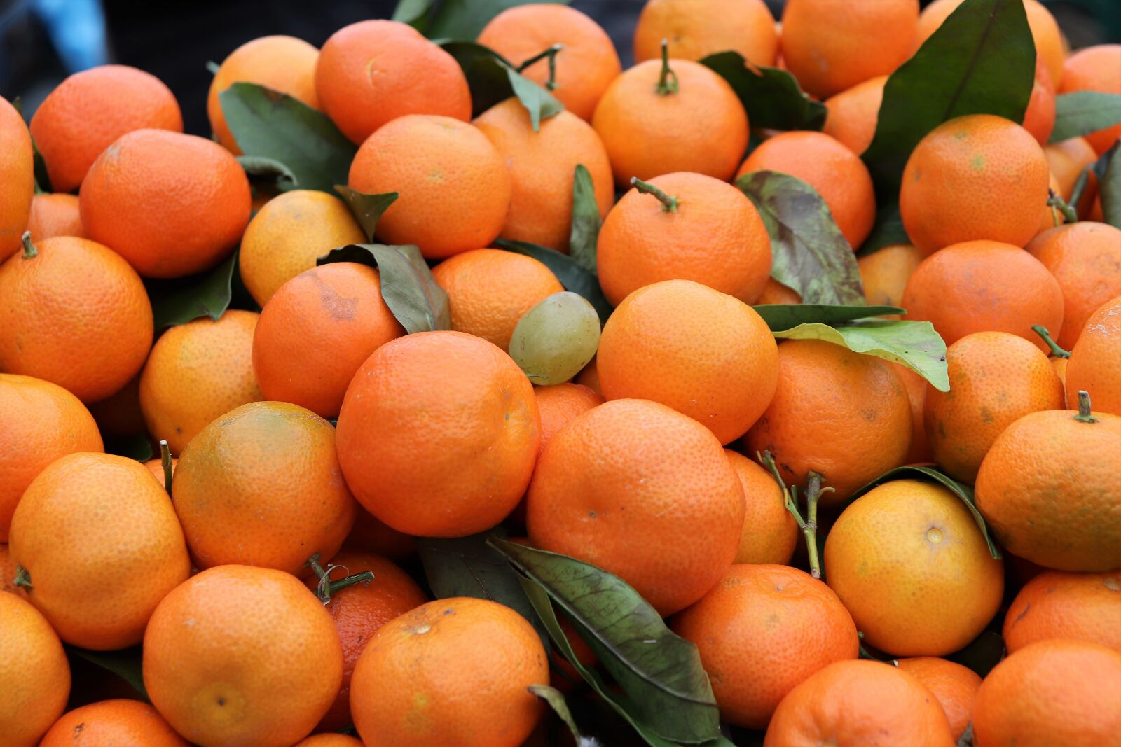Canon EOS 200D (EOS Rebel SL2 / EOS Kiss X9) sample photo. Tangerine, fruit, orange photography