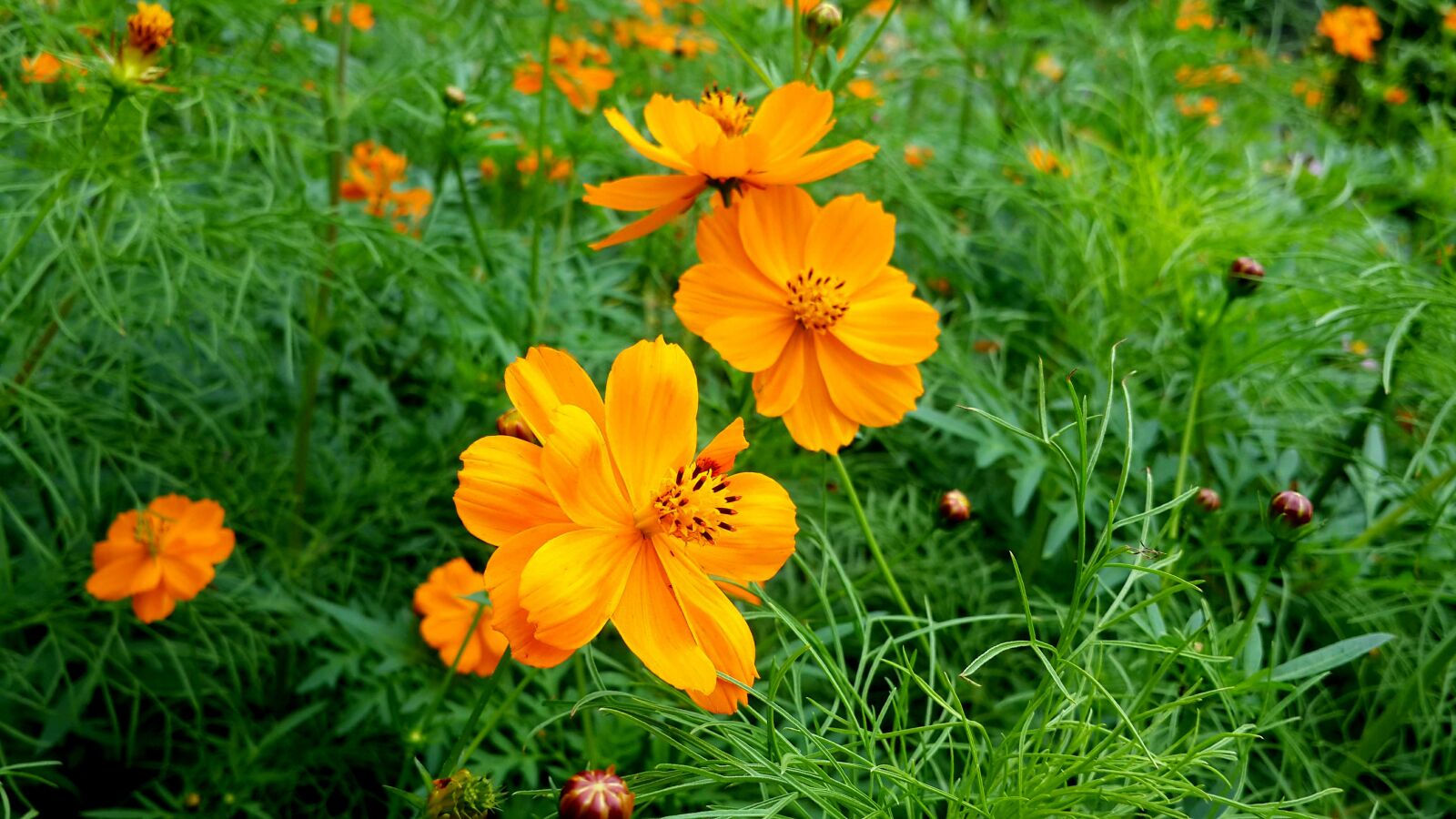 Samsung Galaxy S4 sample photo. Summer, yellow, flower photography