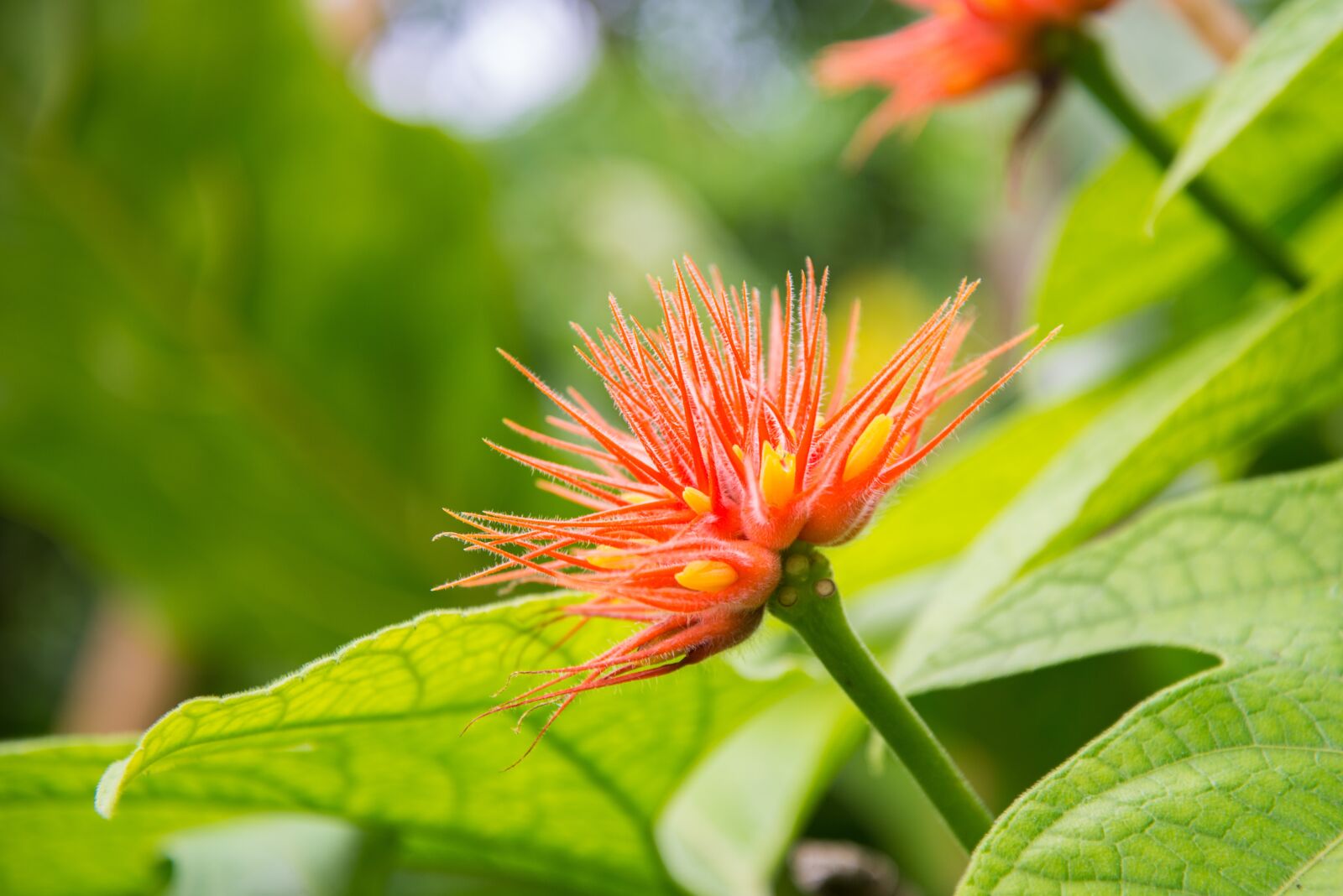 Nikon D600 sample photo. Flower, orange, green photography