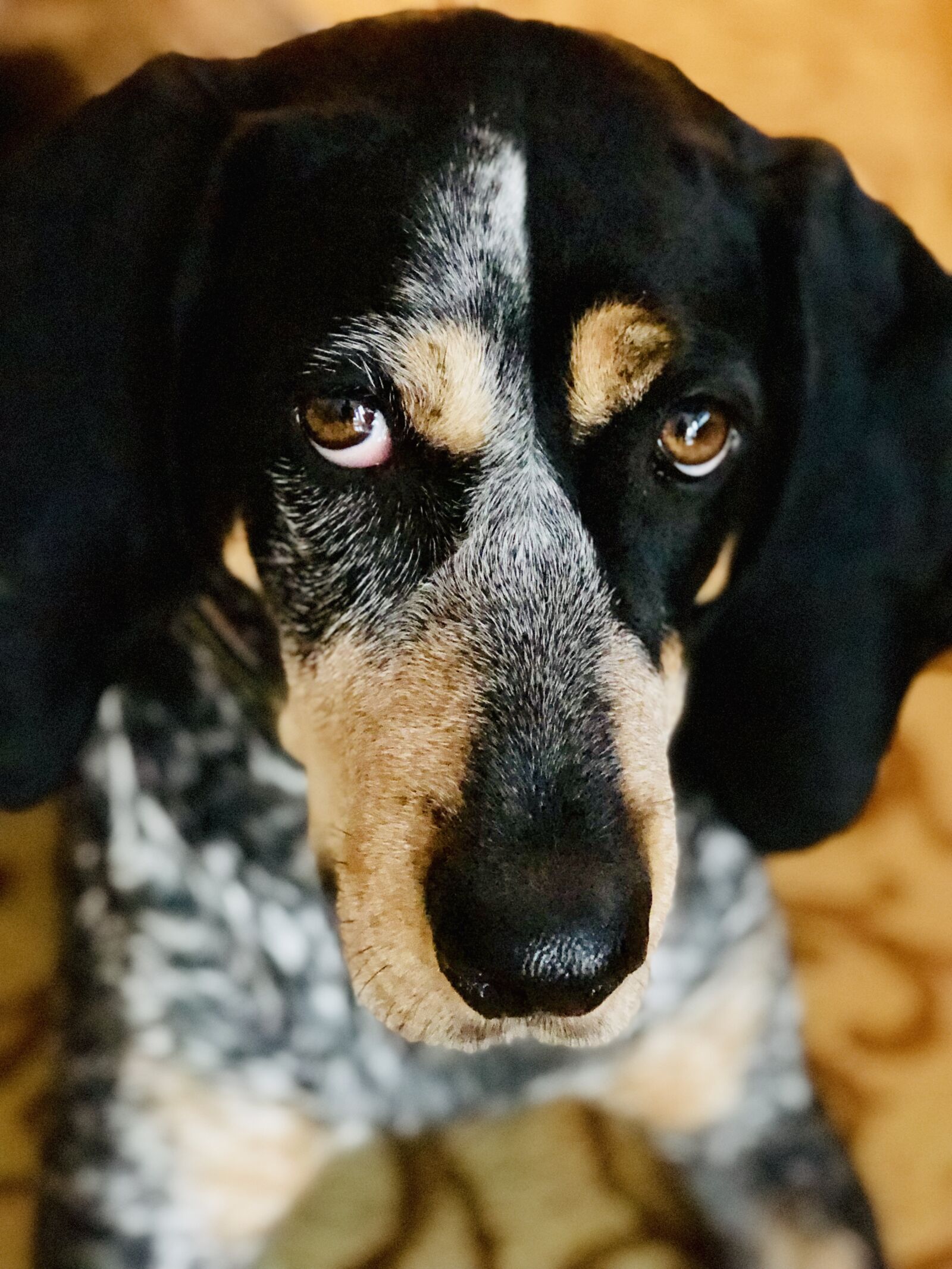 iPhone 8 Plus back dual camera 6.6mm f/2.8 sample photo. Blue tick, coonhound, dog photography