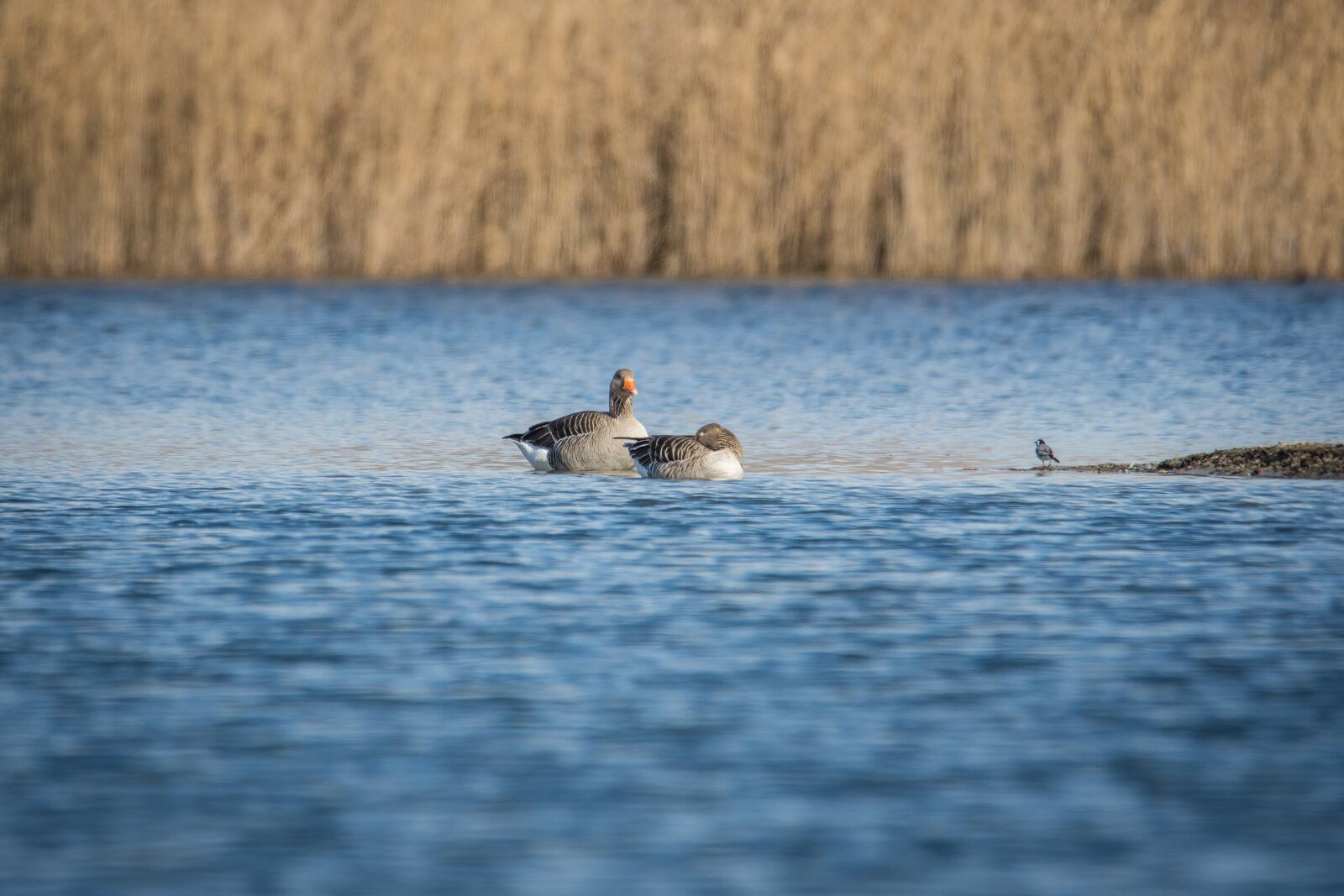 Nikon D7200 sample photo. Geese, greylag goose, goose photography
