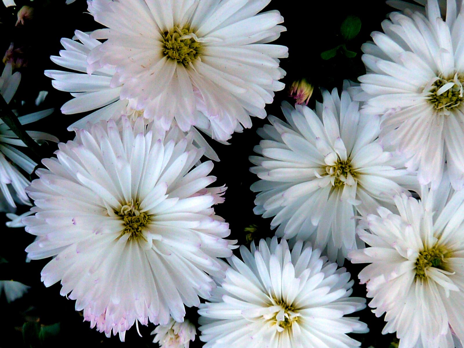 Panasonic DMC-TZ7 sample photo. Flowers, nature, plant photography