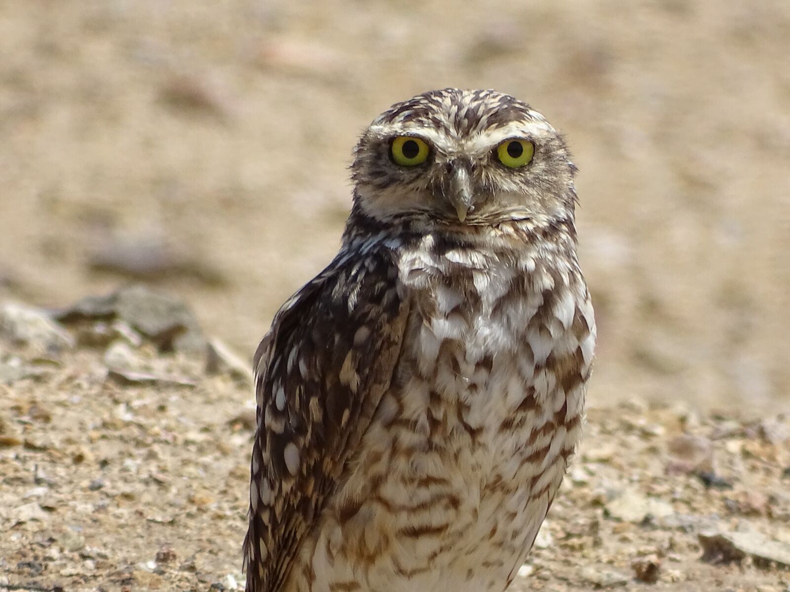 Sony Cyber-shot DSC-HX400V sample photo. Owl, eagle owl, bird photography