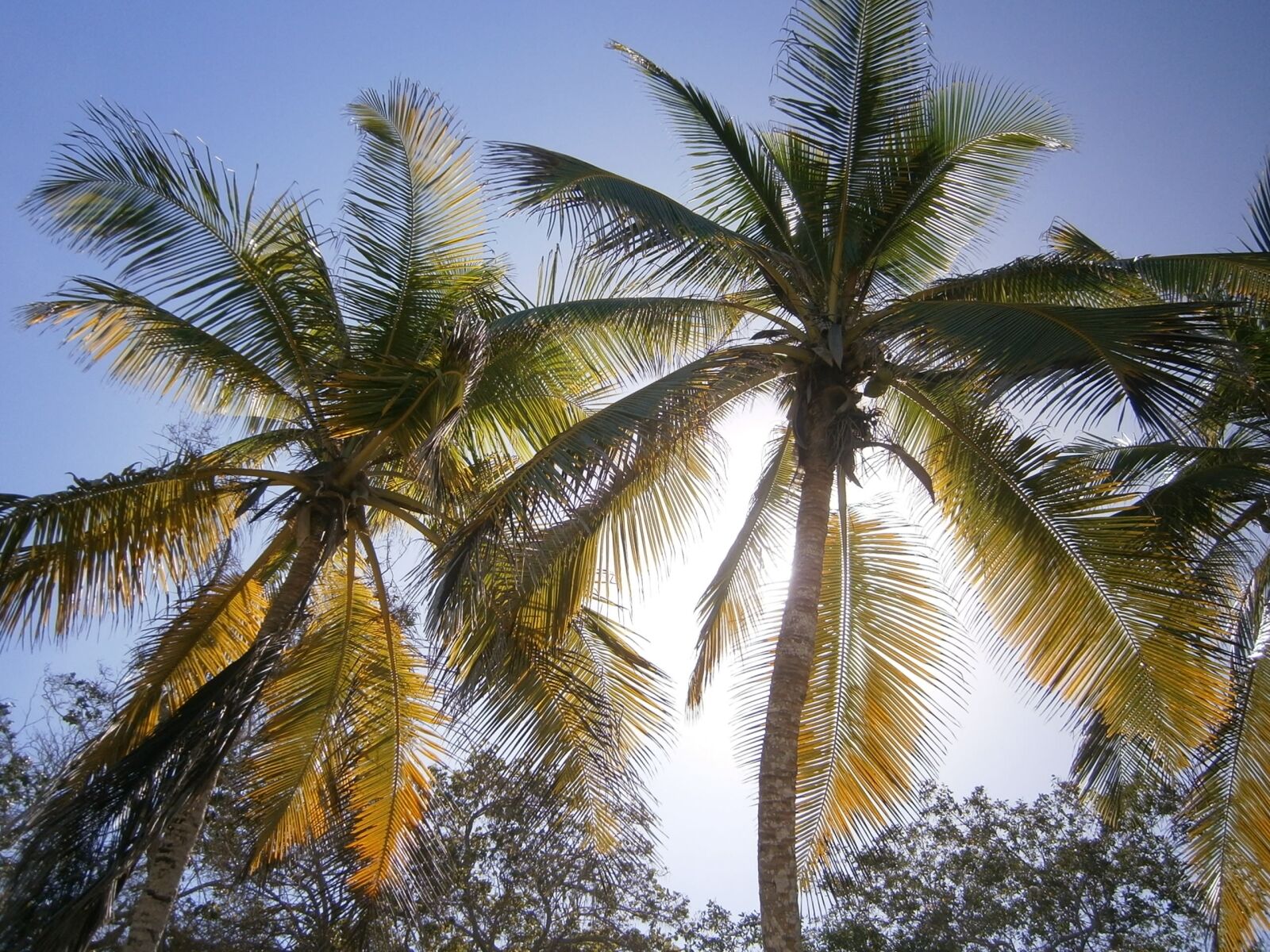 Olympus VG160,X990,D745 sample photo. Palms, beach, tropical photography