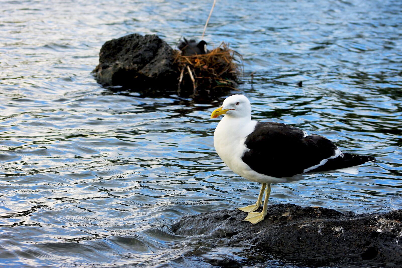 Canon EF75-300mm f/4-5.6 sample photo. Birds of new zealand photography