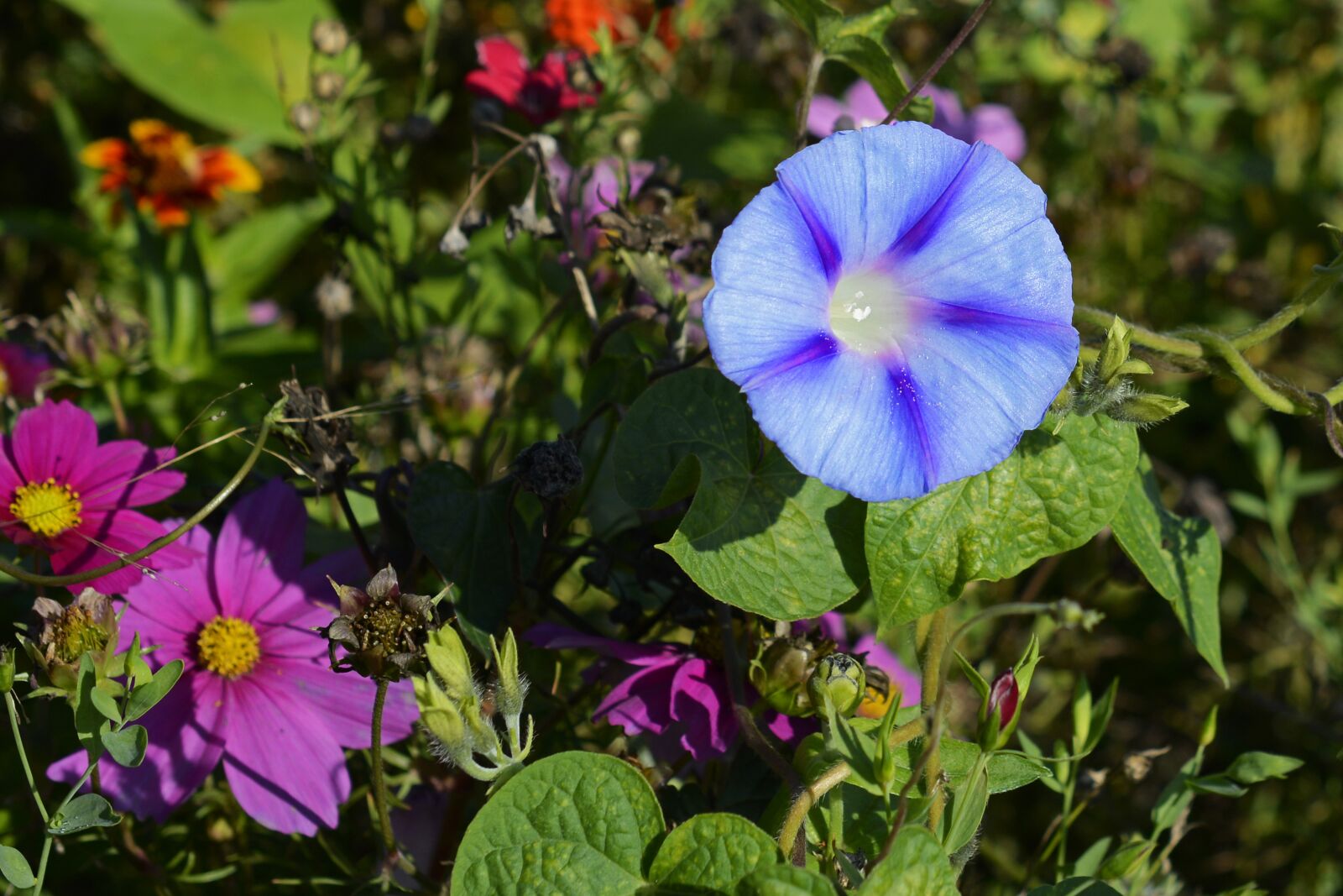 Nikon D7100 sample photo. Superb thread, blossom, bloom photography
