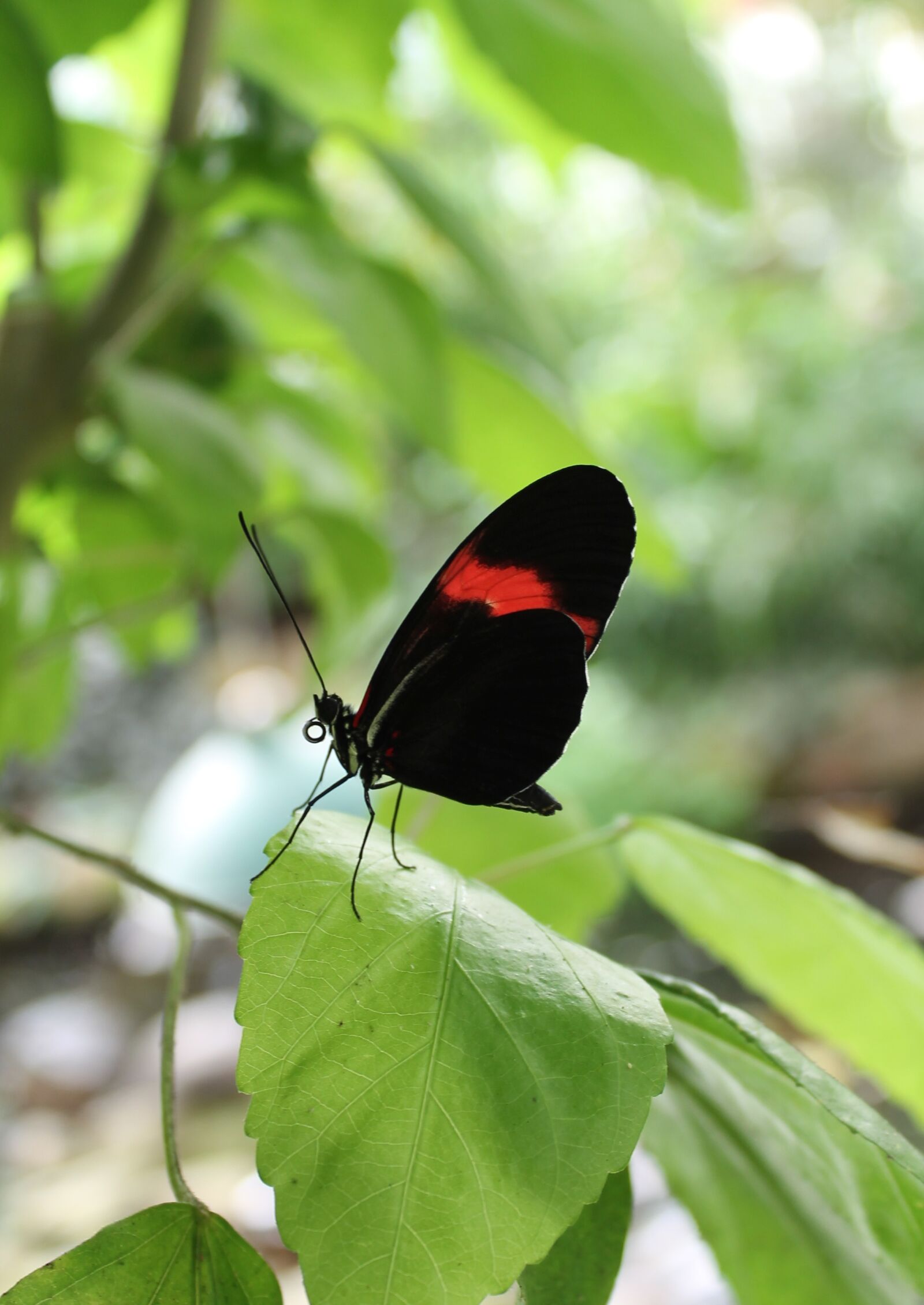 Canon EOS 1100D (EOS Rebel T3 / EOS Kiss X50) sample photo. Butterfly, insect, nature photography