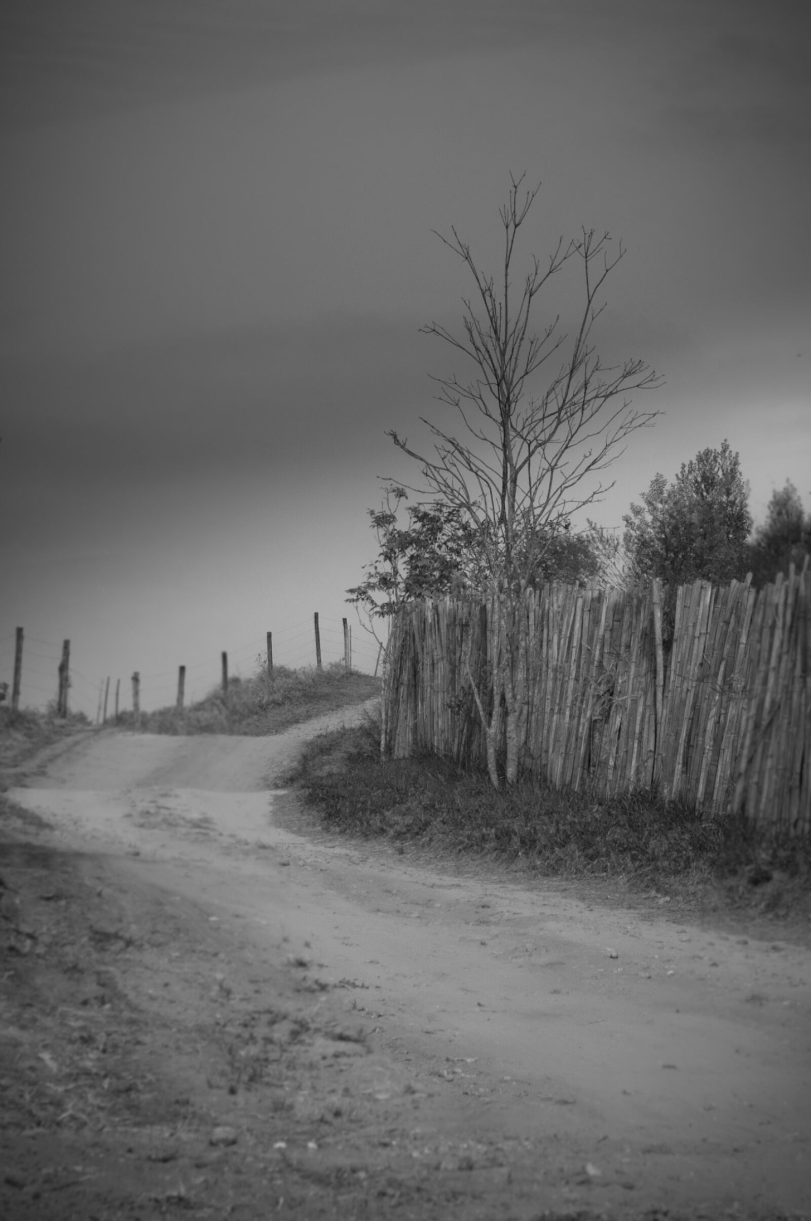 Nikon D90 sample photo. Dry tree, dirt road photography