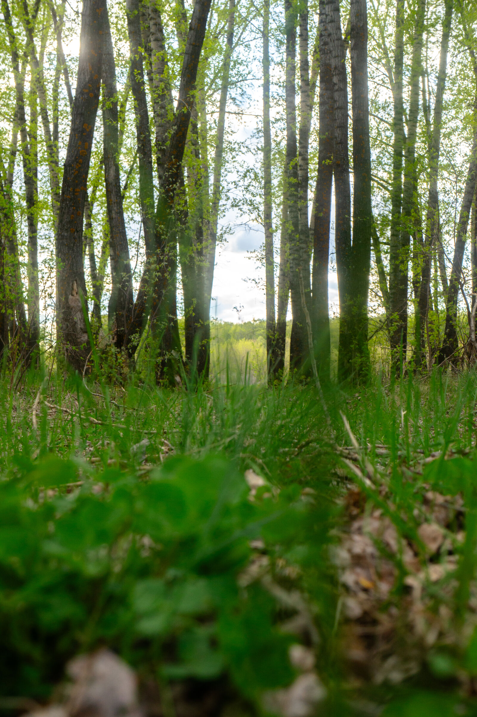 Sony Alpha NEX-5N sample photo. Forest photography