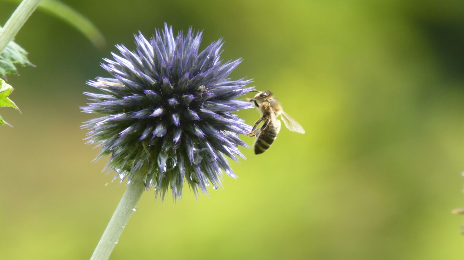 Panasonic DMC-TZ61 sample photo. Flower, bee, meadow photography