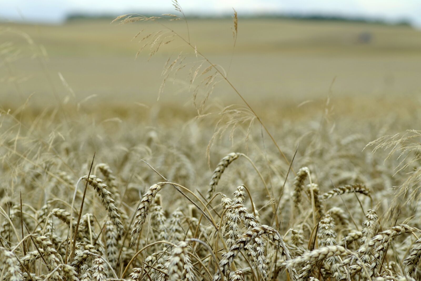 Pentax K-S2 sample photo. Corn, field, ears photography