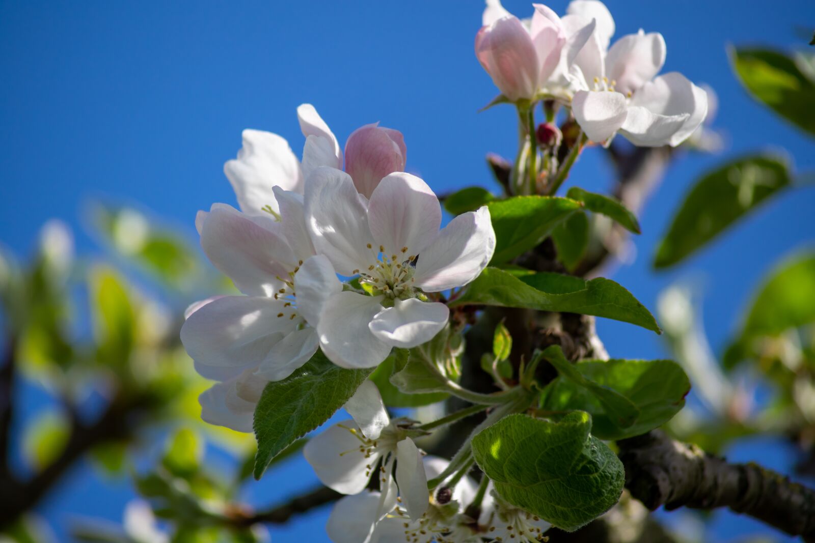 Sony a7 II sample photo. Spring, blossom, apple tree photography