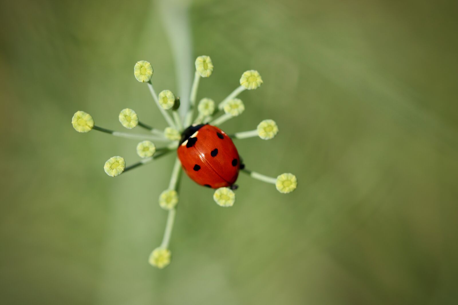 Canon EOS 800D (EOS Rebel T7i / EOS Kiss X9i) sample photo. Ladybug, beetle, insect photography